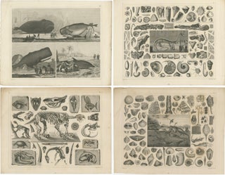 Set of 4 Antique Prints of various Marine Life and Fossils by Heck 'c.1850', view 3