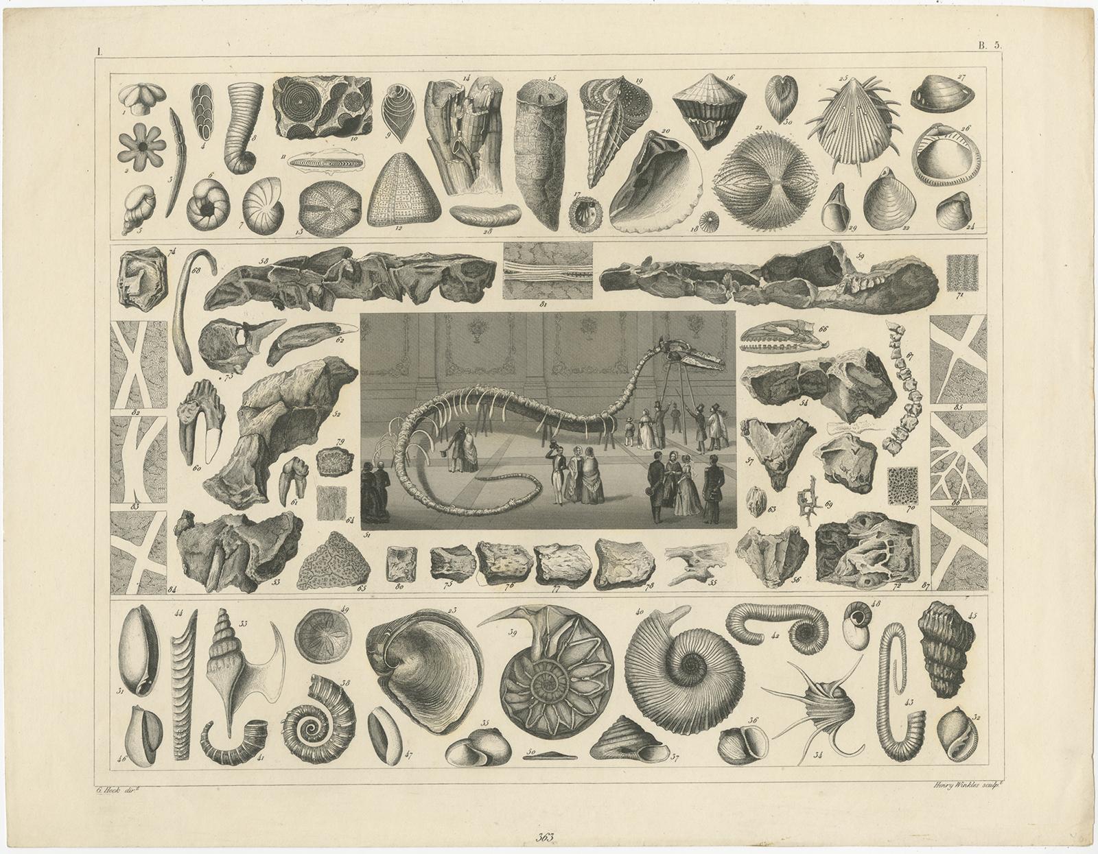 19th Century Set of 4 Antique Prints of various Marine Life and Fossils by Heck 'c.1850' For Sale
