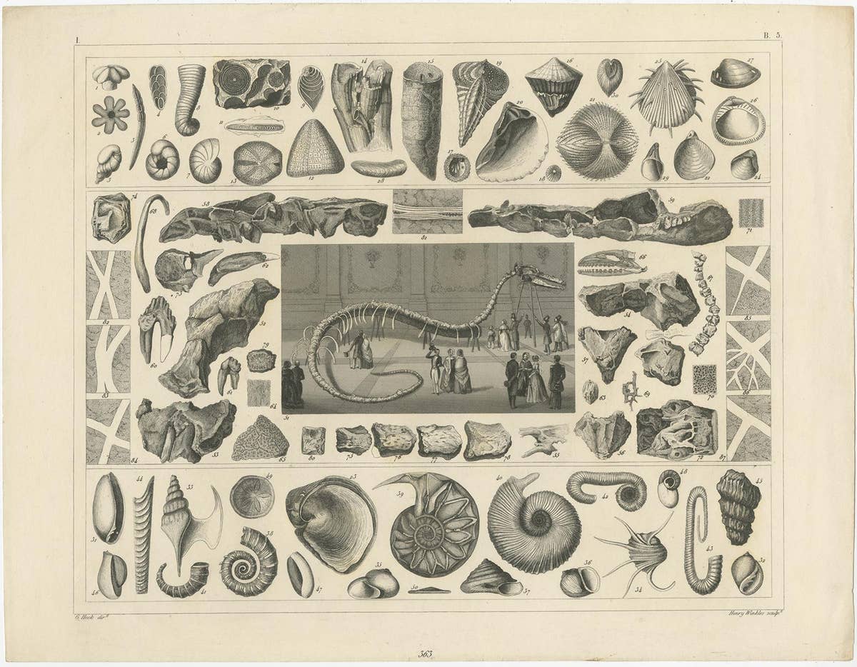 Set of 4 Antique Prints of various Marine Life and Fossils by Heck 'c.1850'
