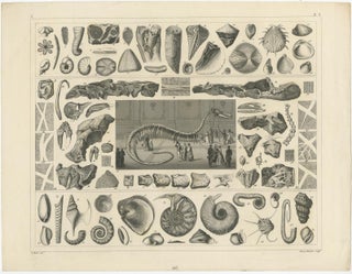Set of 4 Antique Prints of various Marine Life and Fossils by Heck 'c.1850', view 4