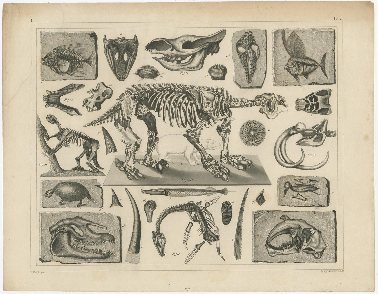 Paper Set of 4 Antique Prints of various Marine Life and Fossils by Heck 'c.1850' For Sale