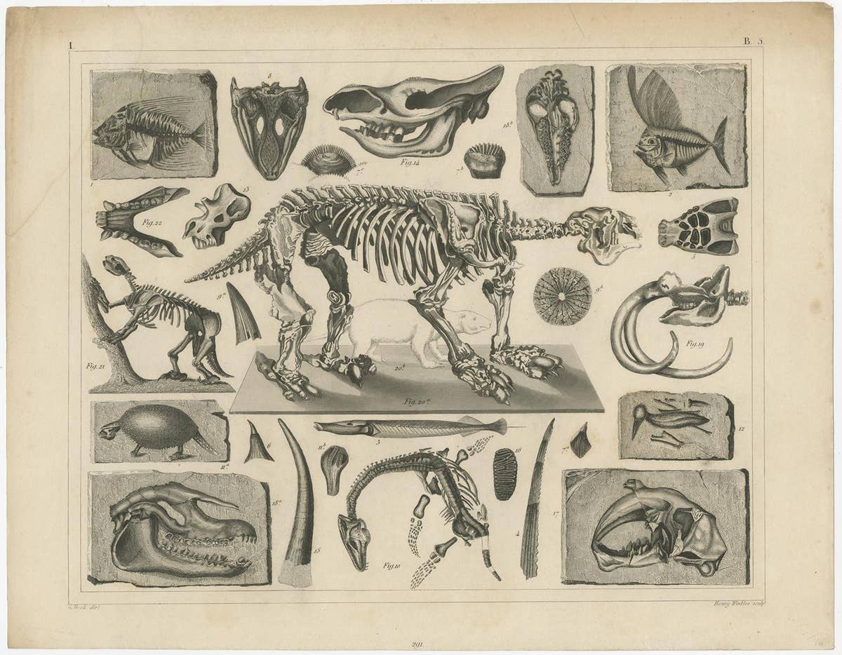 Set of 4 Antique Prints of various Marine Life and Fossils by Heck 'c.1850'