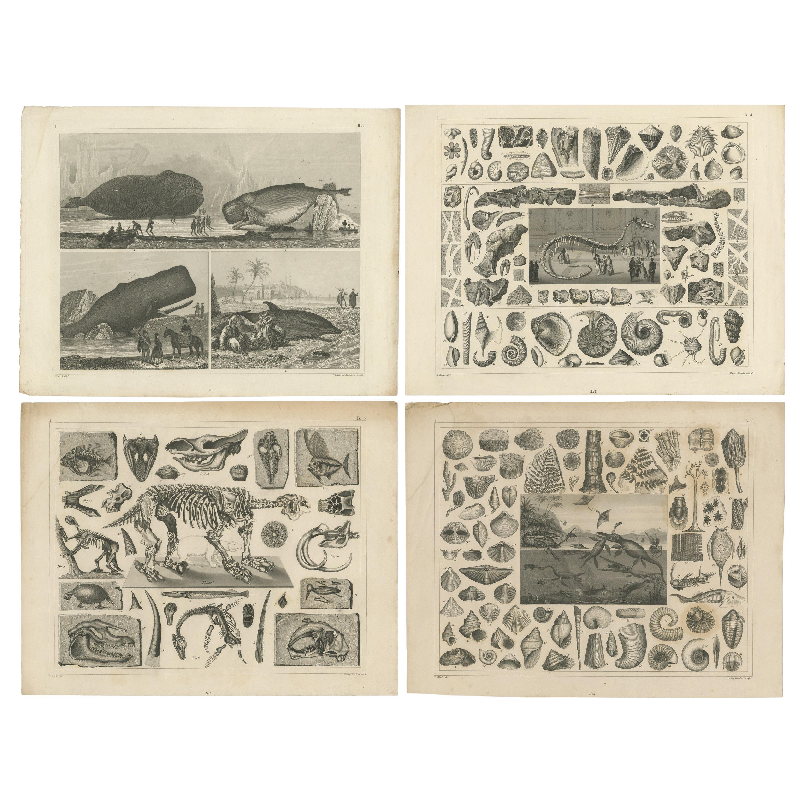 Set von 4 antiken Drucken von verschiedenen Meeresleben und Fossilien von Heck, um 1850