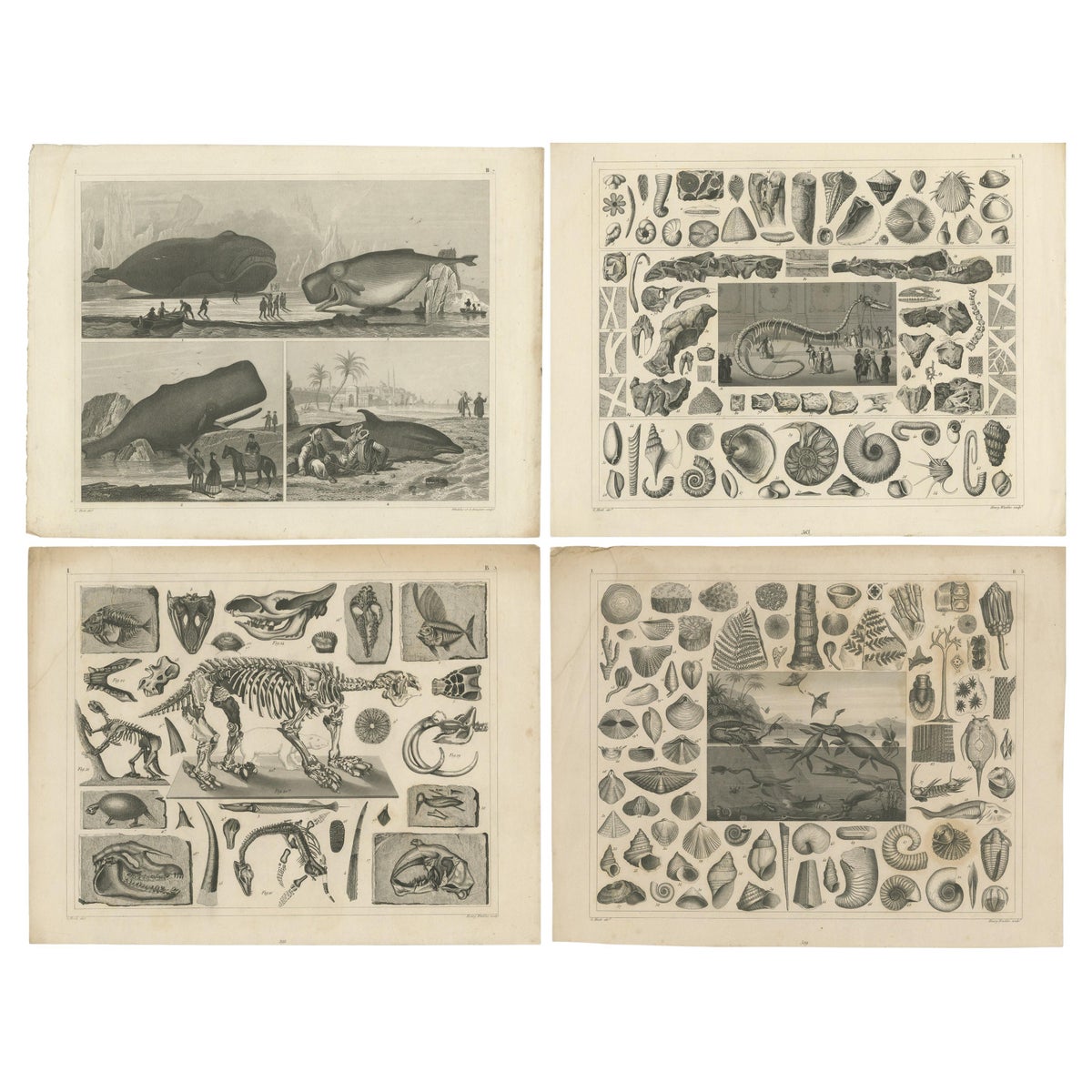 Set of 4 Antique Prints of various Marine Life and Fossils by Heck 'c.1850'