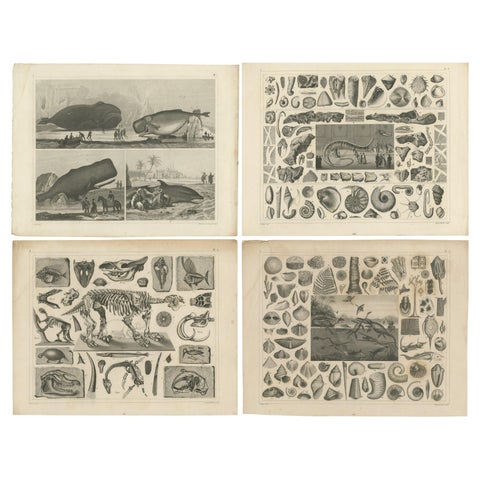 Set of 4 Antique Prints of various Marine Life and Fossils by Heck 'c.1850'
