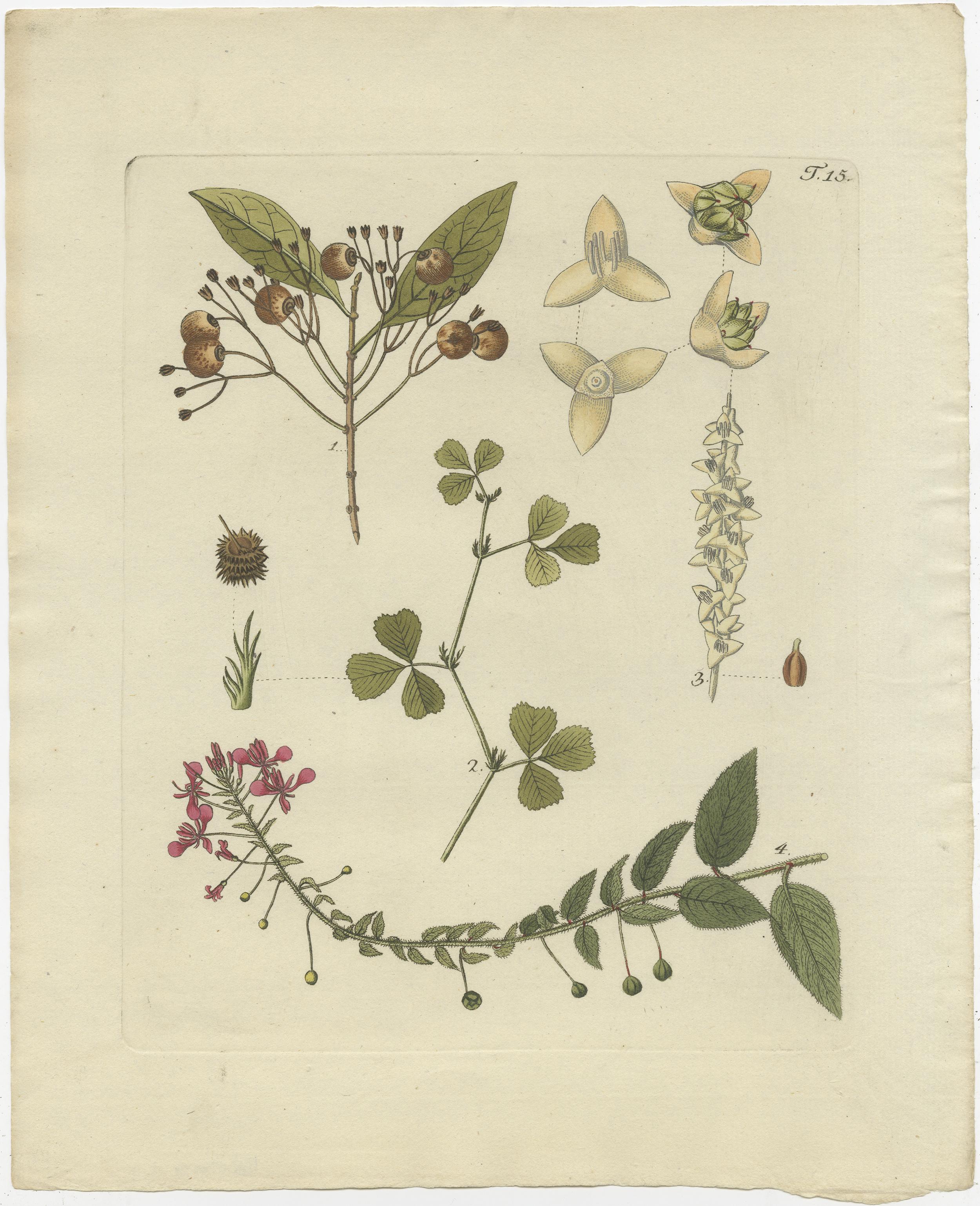 Set di quattro stampe antiche che illustrano varie piante. Queste stampe provengono dalla 