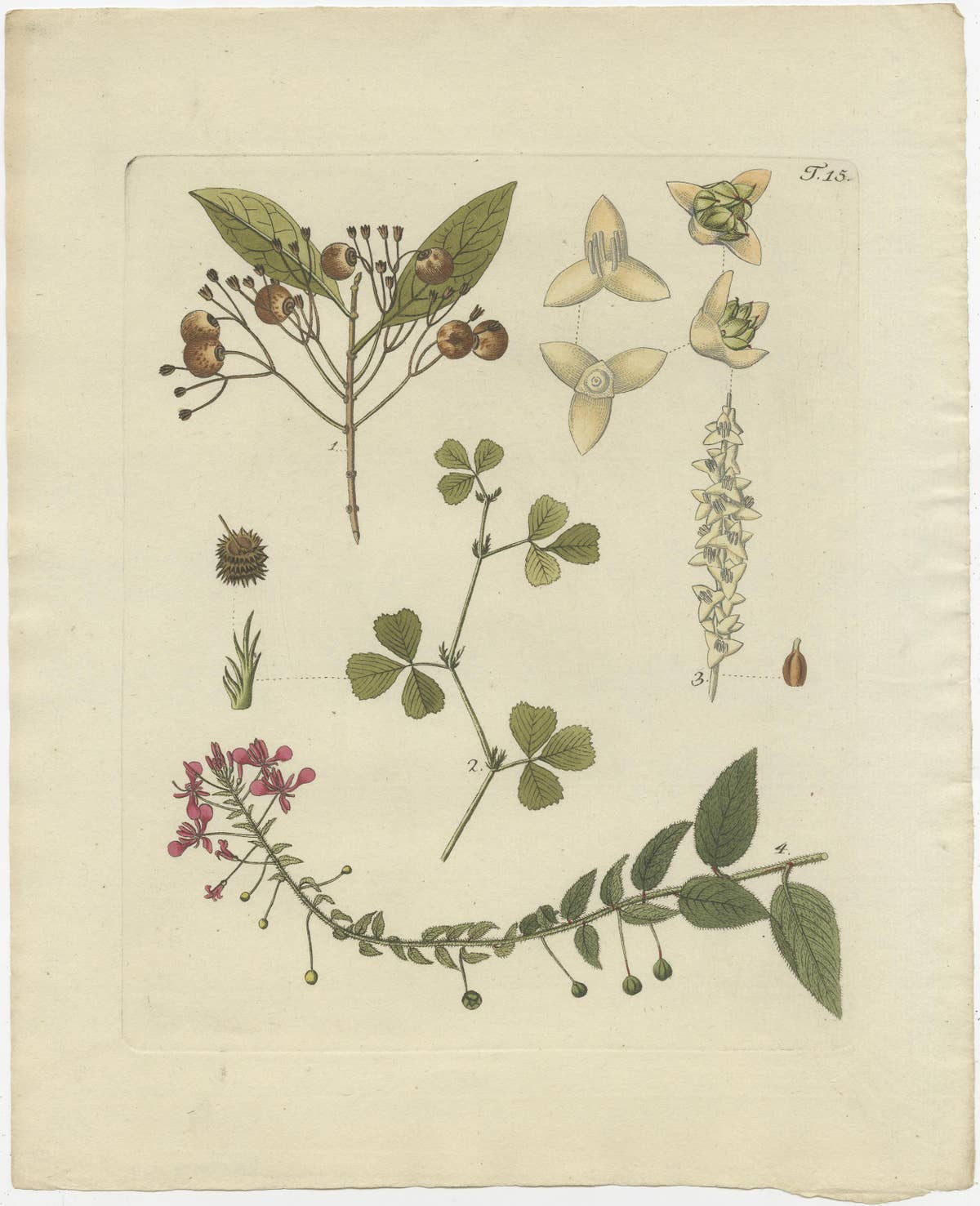 Set of 4 Antique Prints of Various Plants by Jacquin, 'c.1790'