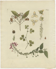 Set di 4 stampe antiche di varie piante di Jacquin, 'c.1790'.