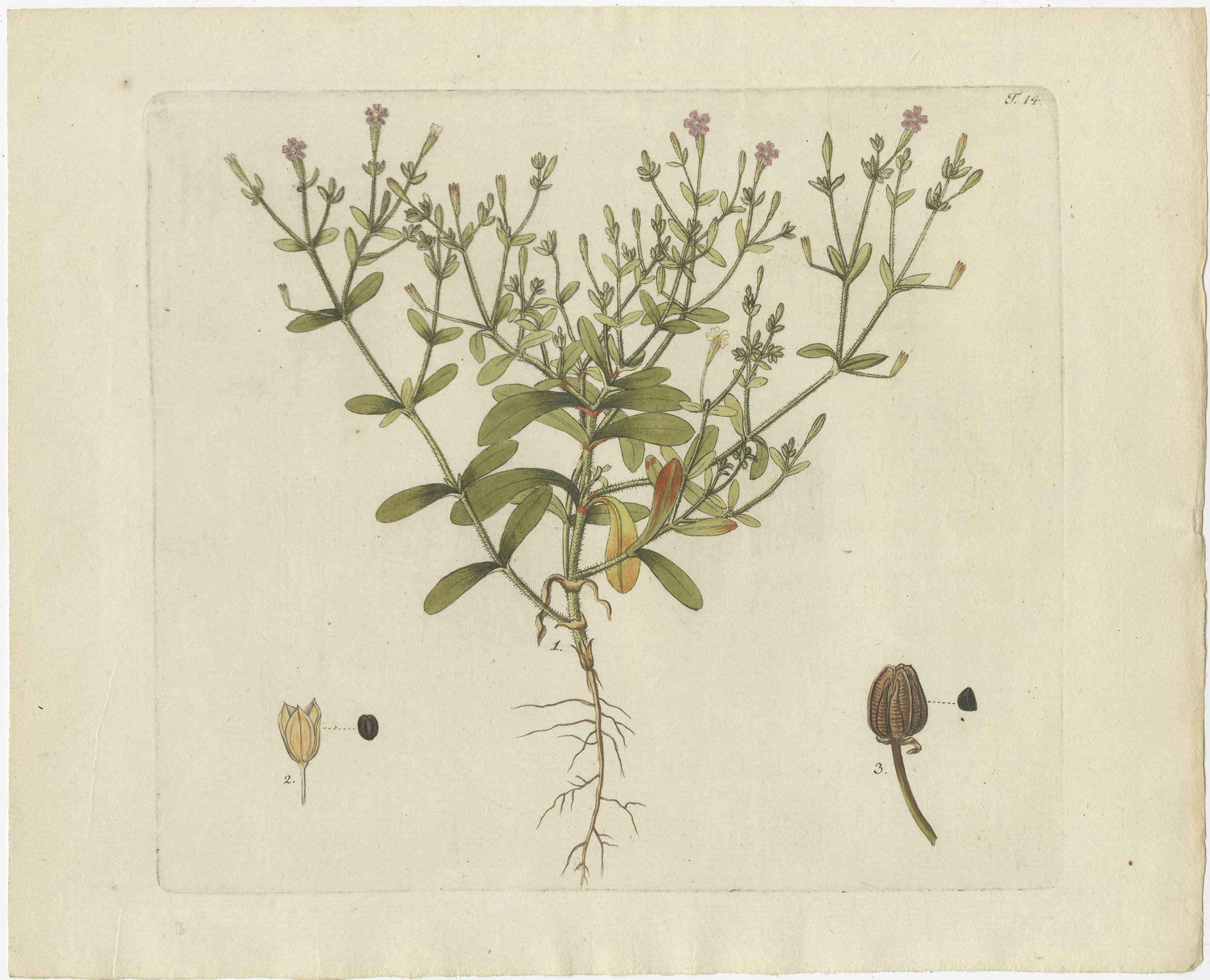 Set of 4 Antique Prints of Various Plants by Jacquin, 'c.1790' In Good Condition For Sale In Langweer, NL