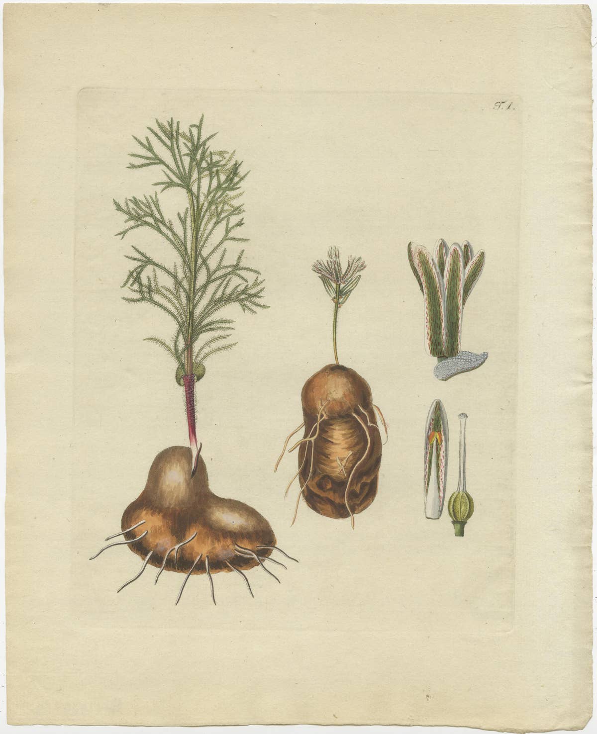 Set of 4 Antique Prints of Various Plants by Jacquin, 'c.1790'