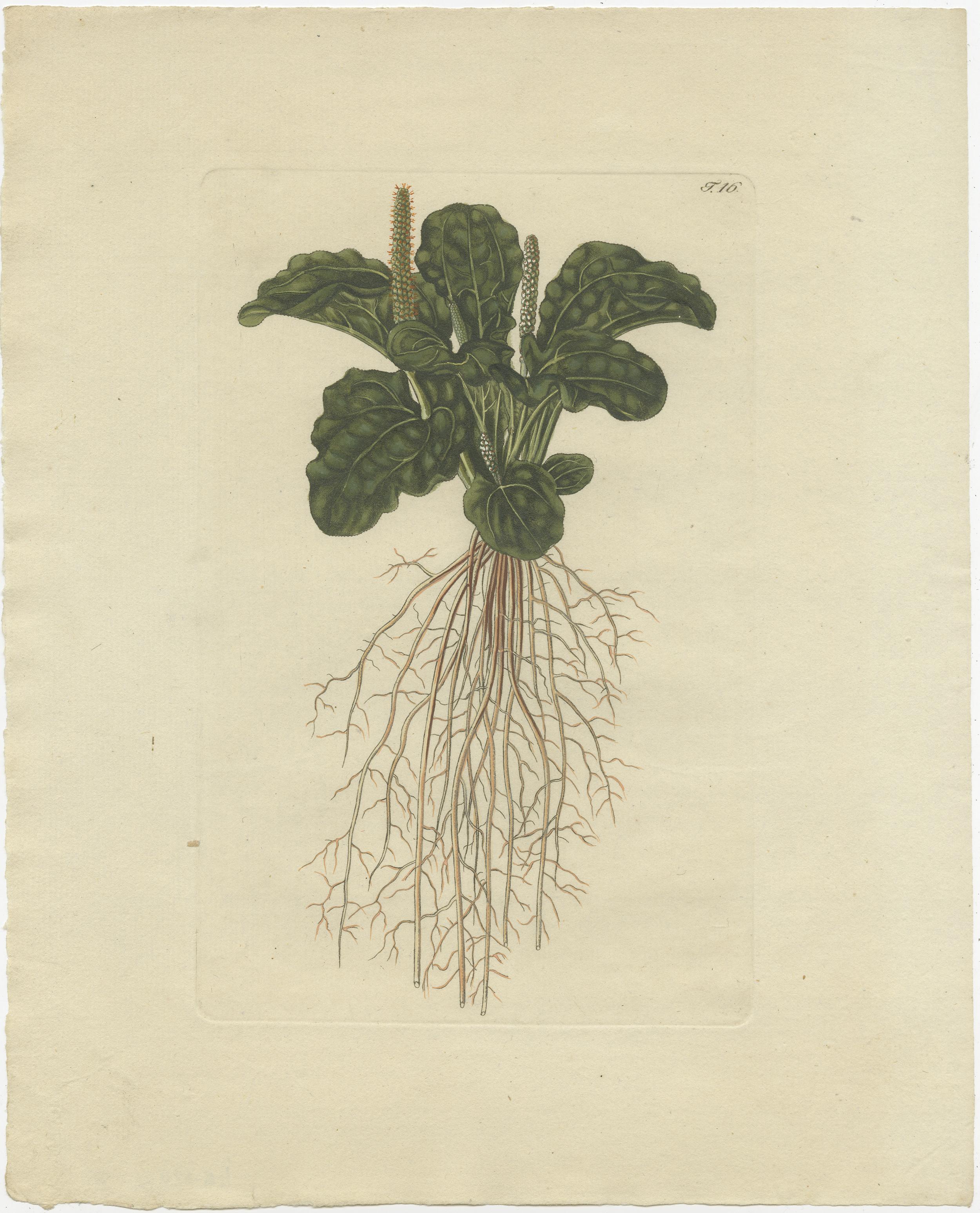 Paper Set of 4 Antique Prints of Various Plants by Jacquin, 'c.1790' For Sale