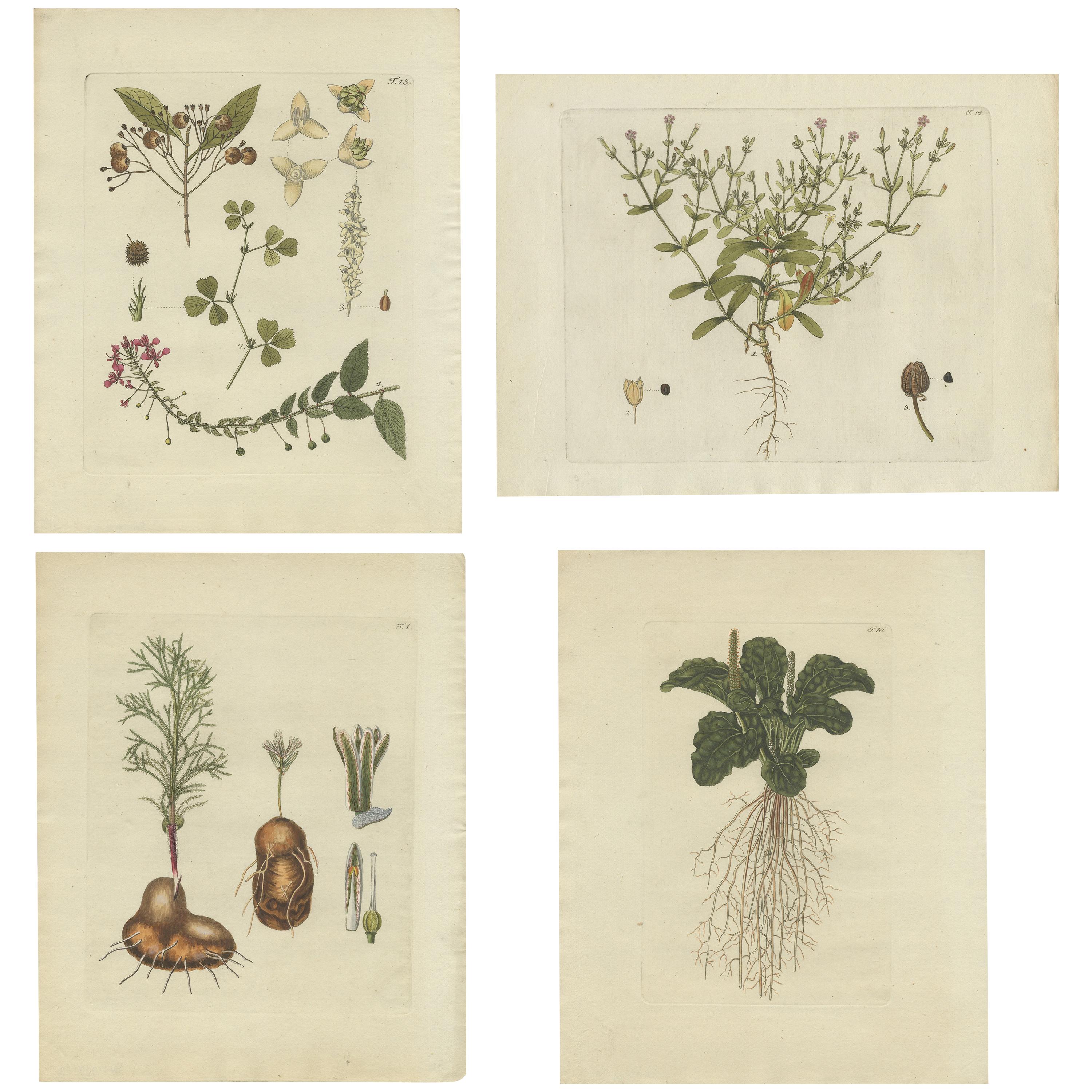 Ensemble de 4 estampes anciennes de diverses plantes par Jacquin, vers 1790