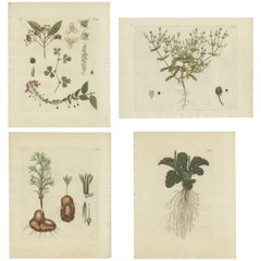 Conjunto de 4 grabados antiguos de varias plantas de Jacquin, 'c.1790'