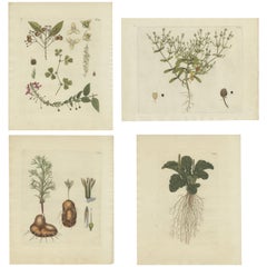 Ensemble de 4 estampes anciennes de diverses plantes par Jacquin, vers 1790