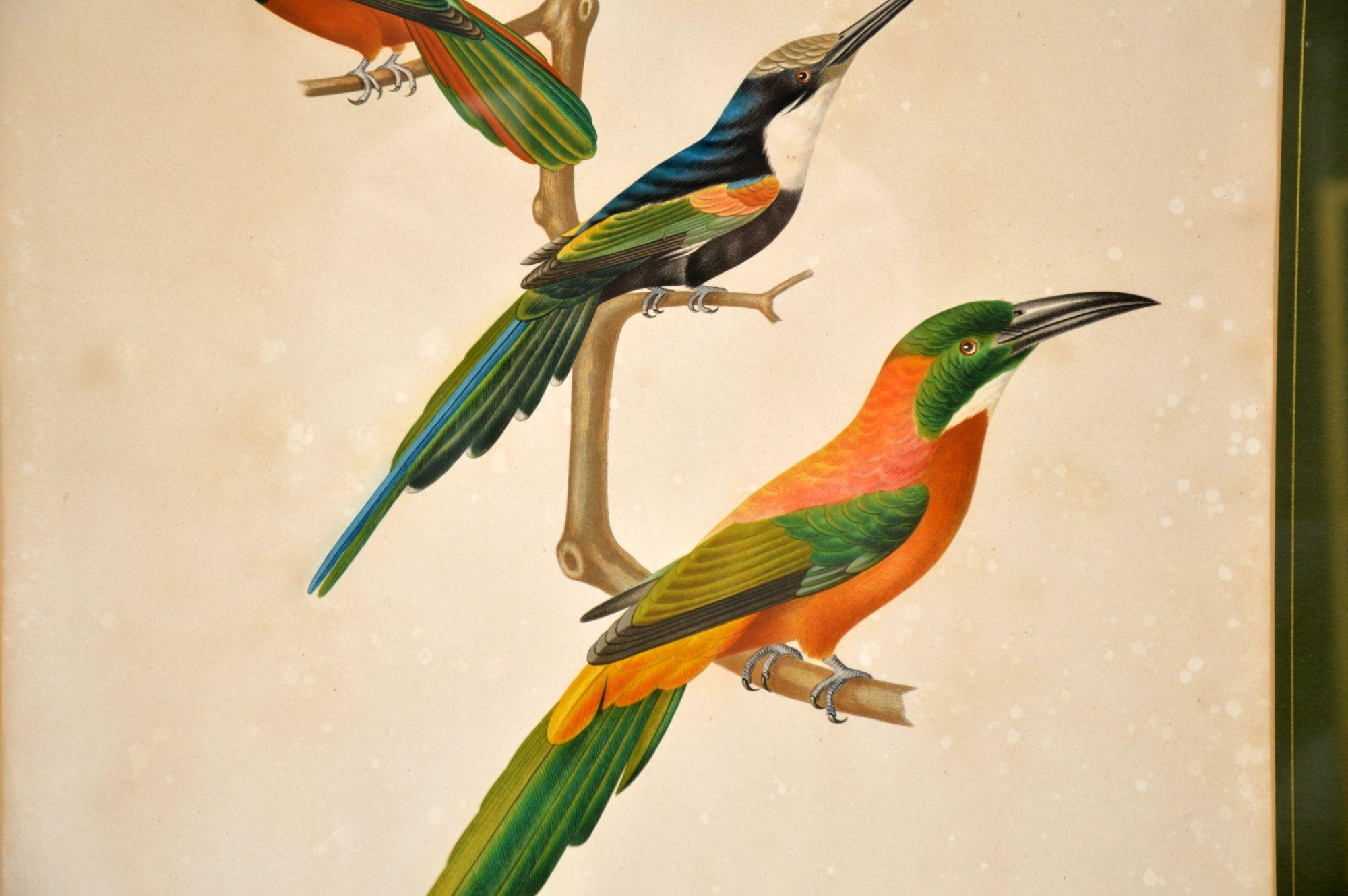 Set of 4 Antique Victorian Ornithological Lithographs 2