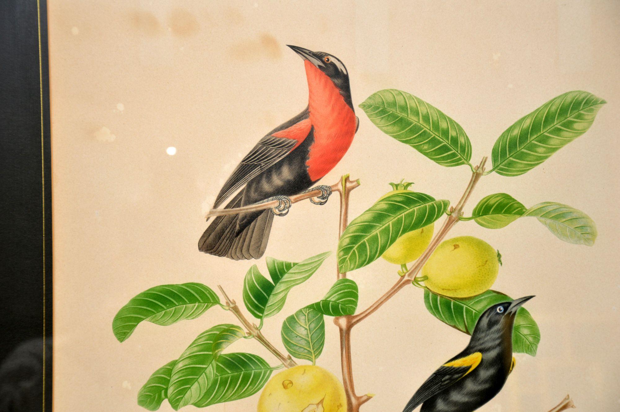 Set of 4 Antique Victorian Ornithological Lithographs 3