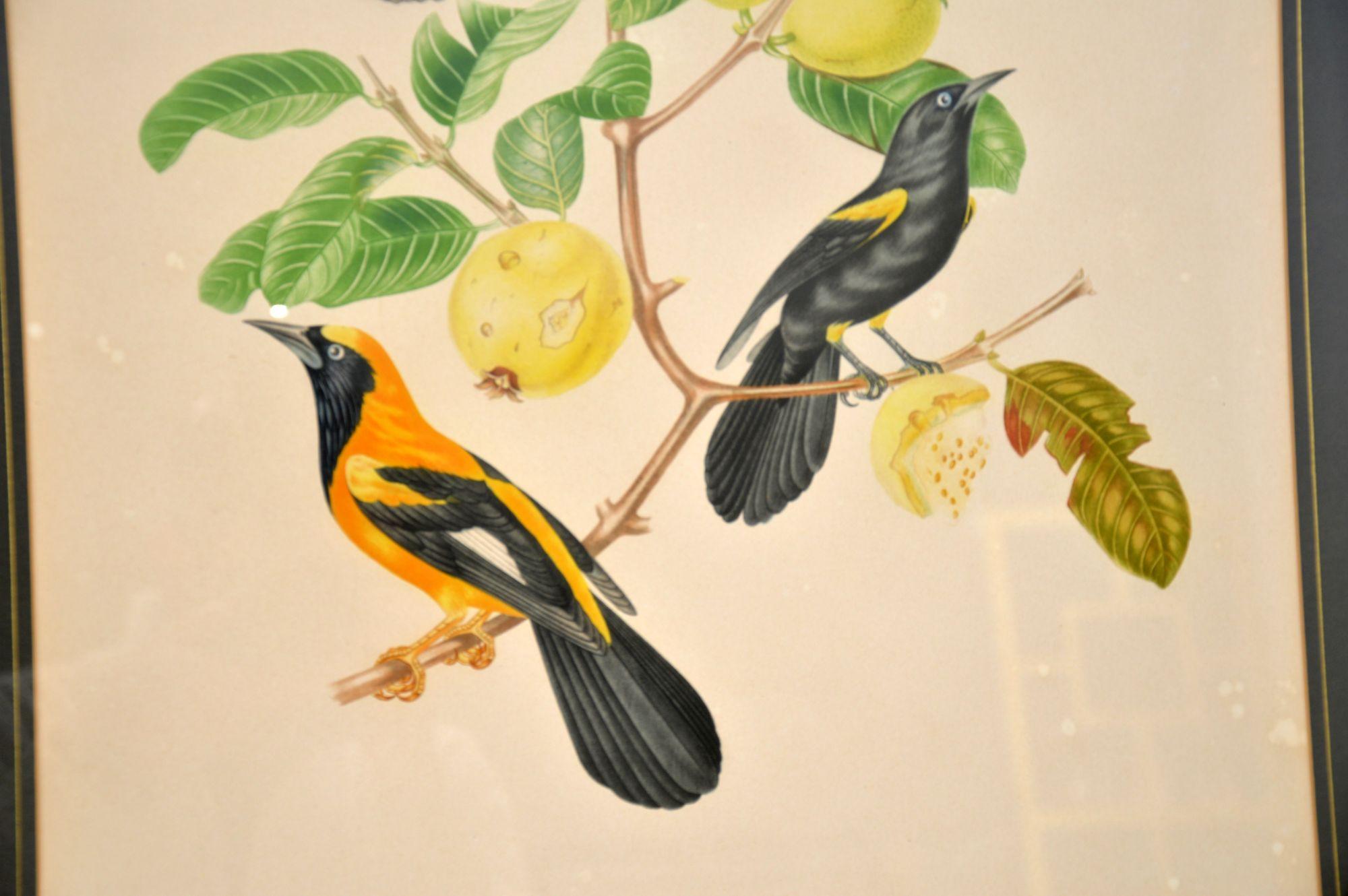 Set of 4 Antique Victorian Ornithological Lithographs 4