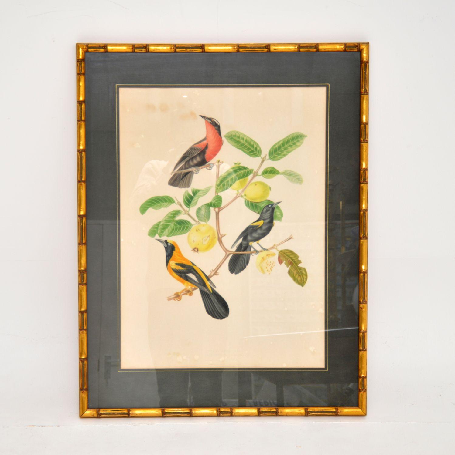 English Set of 4 Antique Victorian Ornithological Lithographs