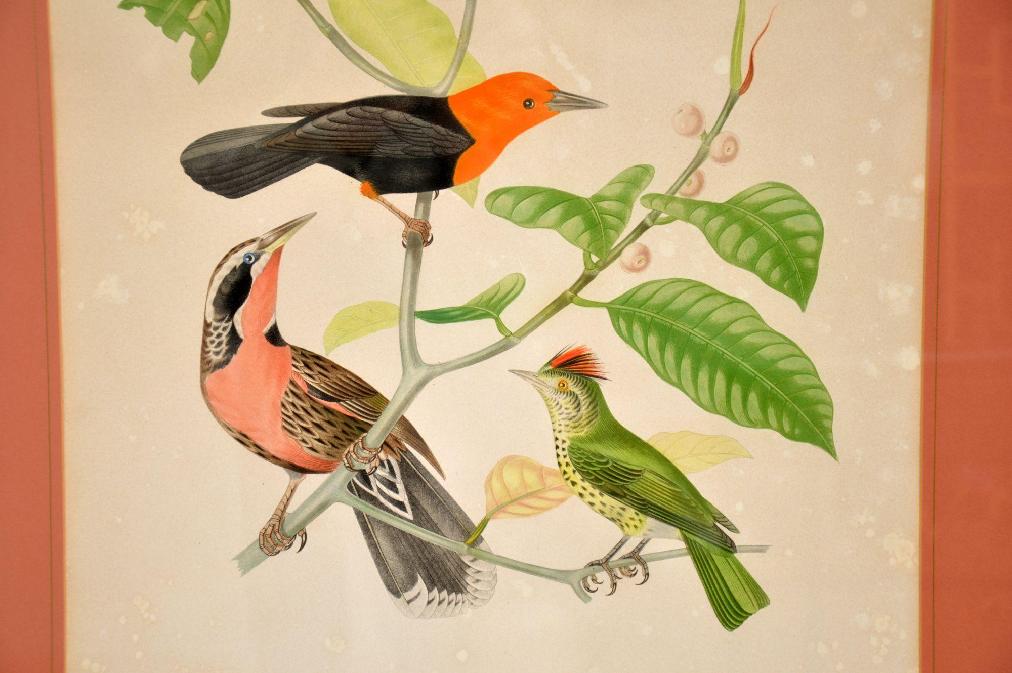 Set of 4 Antique Victorian Ornithological Lithographs In Good Condition In London, GB