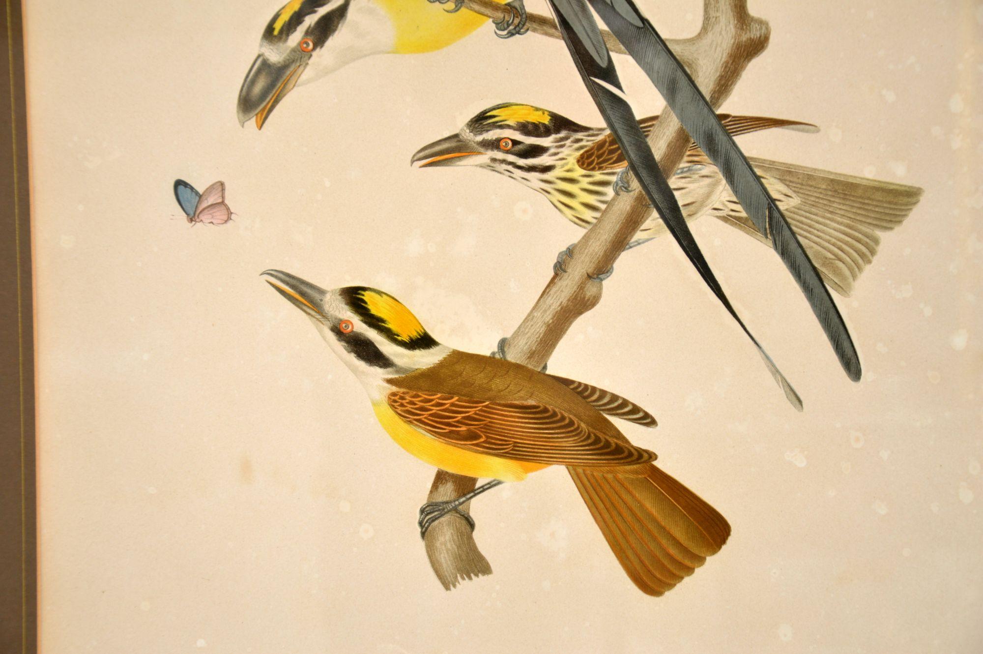 Faux Bamboo Set of 4 Antique Victorian Ornithological Lithographs