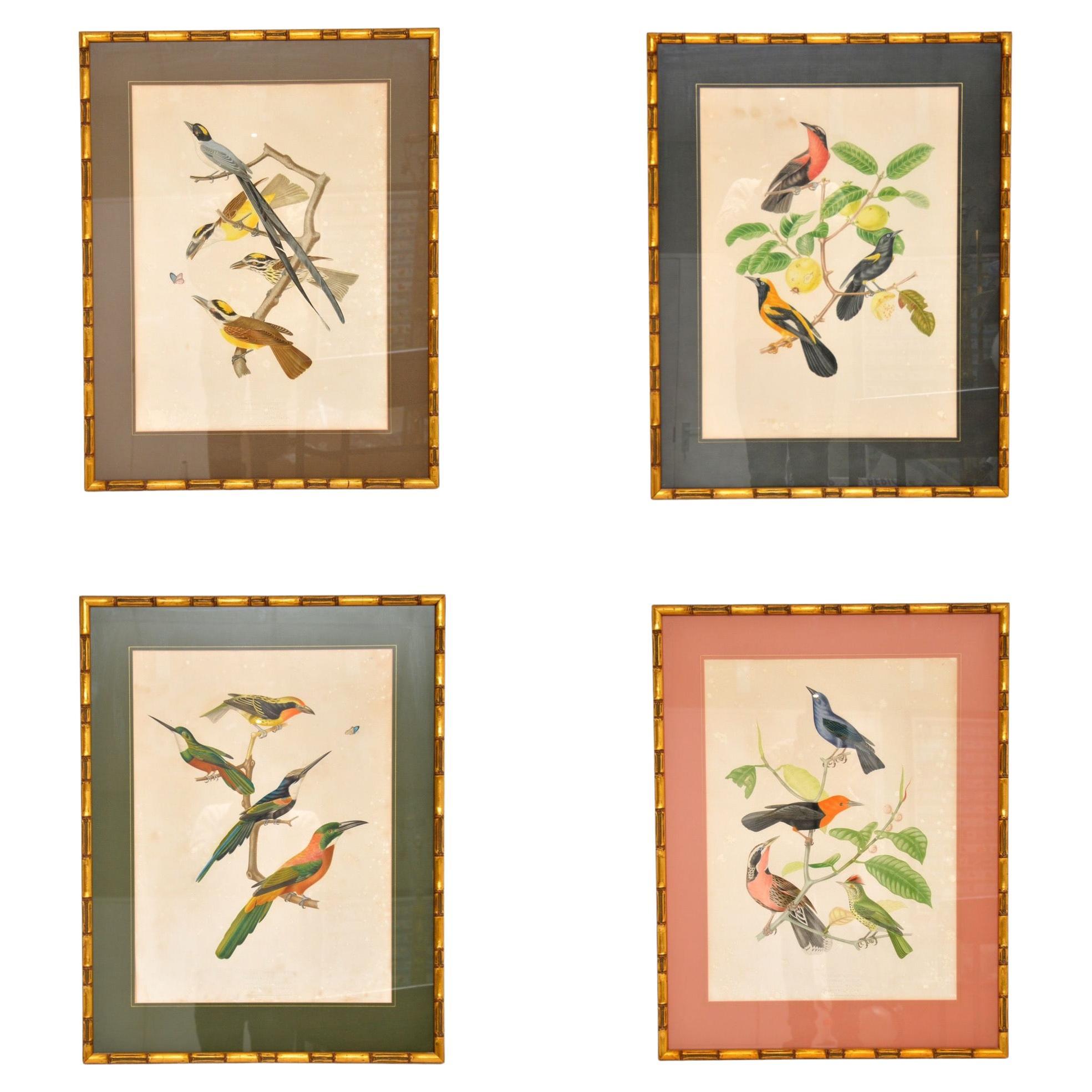 Set of 4 Antique Victorian Ornithological Lithographs