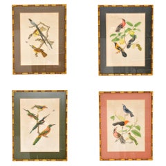 Set of 4 Antique Victorian Ornithological Lithographs