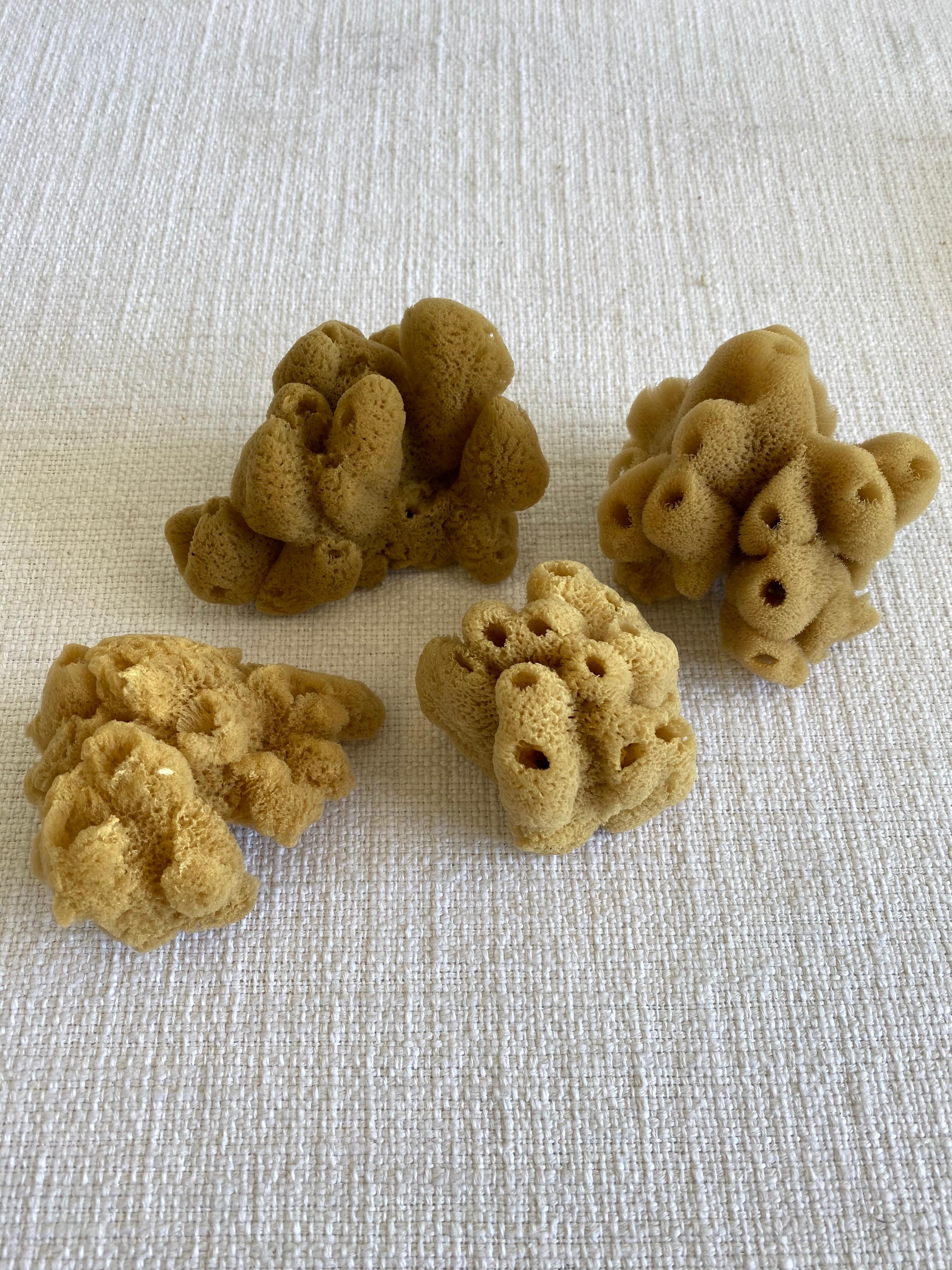 Set of 4 Assorted Natural Sea Sponges at 1stDibs natural sponges for