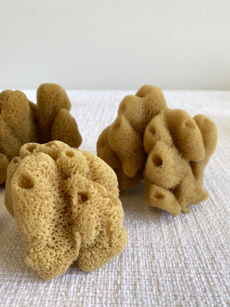 Set of 4 Assorted Natural Sea Sponges For Sale at 1stDibs natural