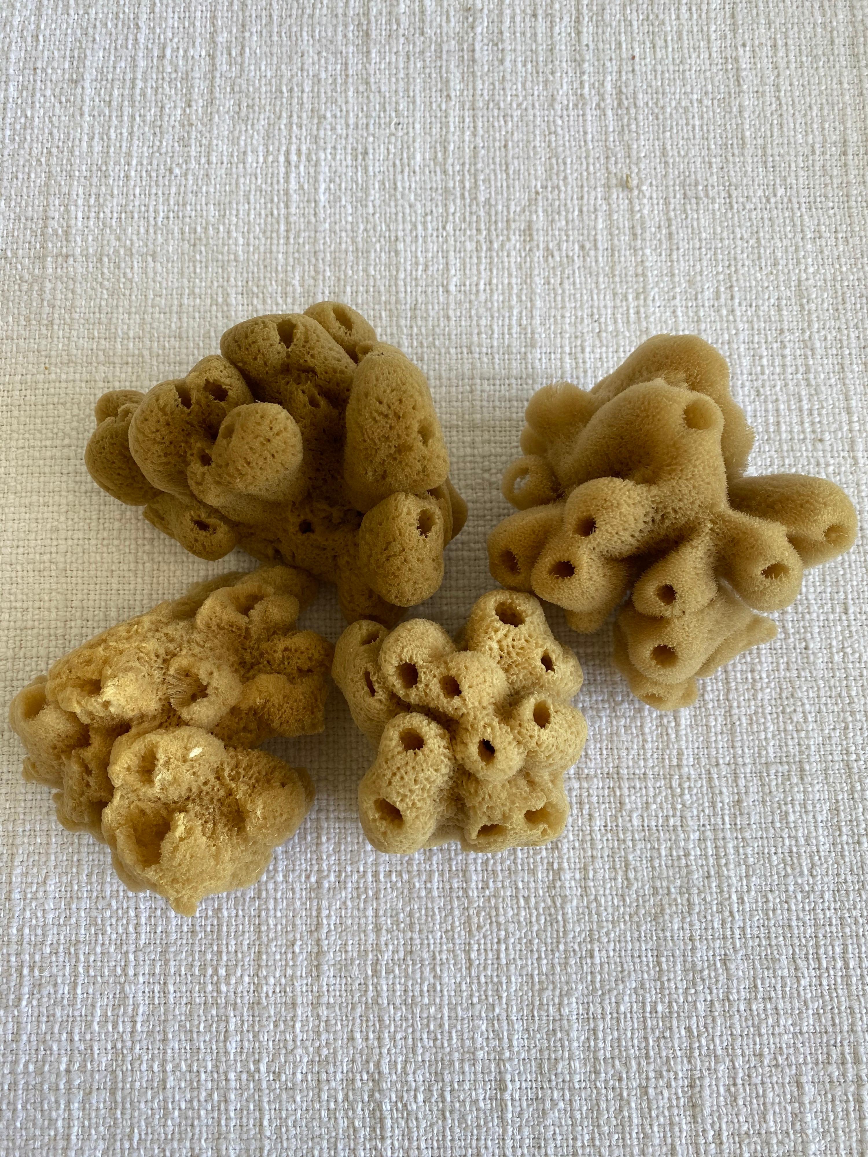 Set of 4 Assorted Natural Sea Sponges at 1stDibs natural sponges for sale, sea sponges for