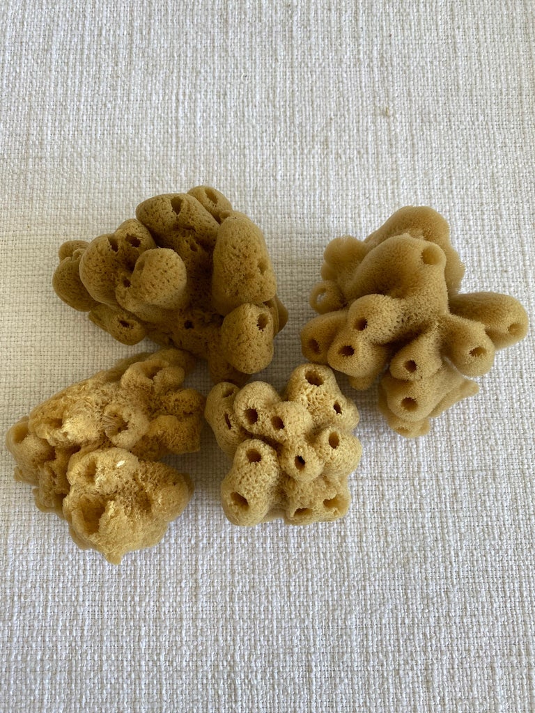 Set of 4 Assorted Natural Sea Sponges For Sale at 1stDibs
