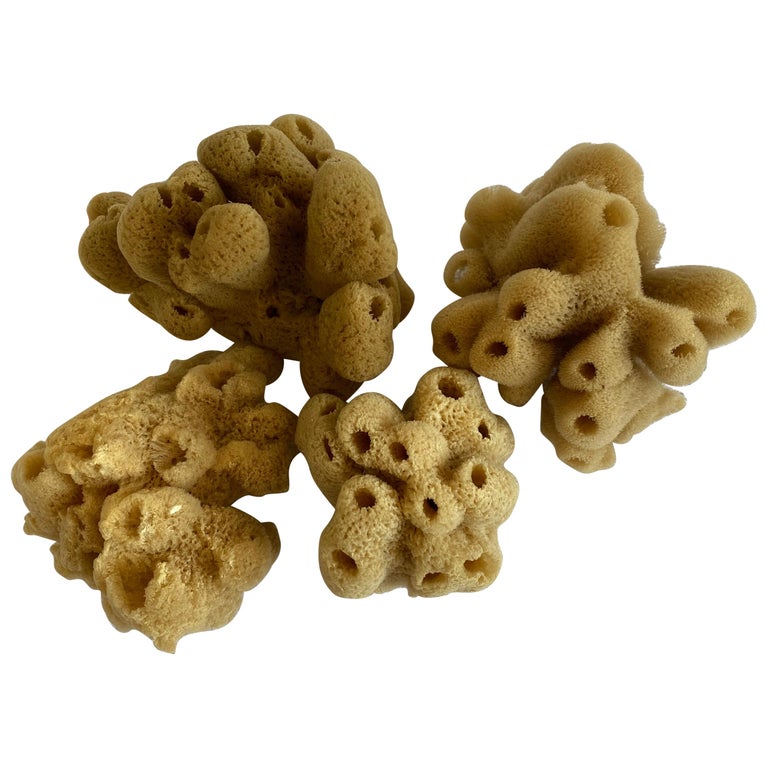 Set of 4 Assorted Natural Sea Sponges For Sale at 1stDibs