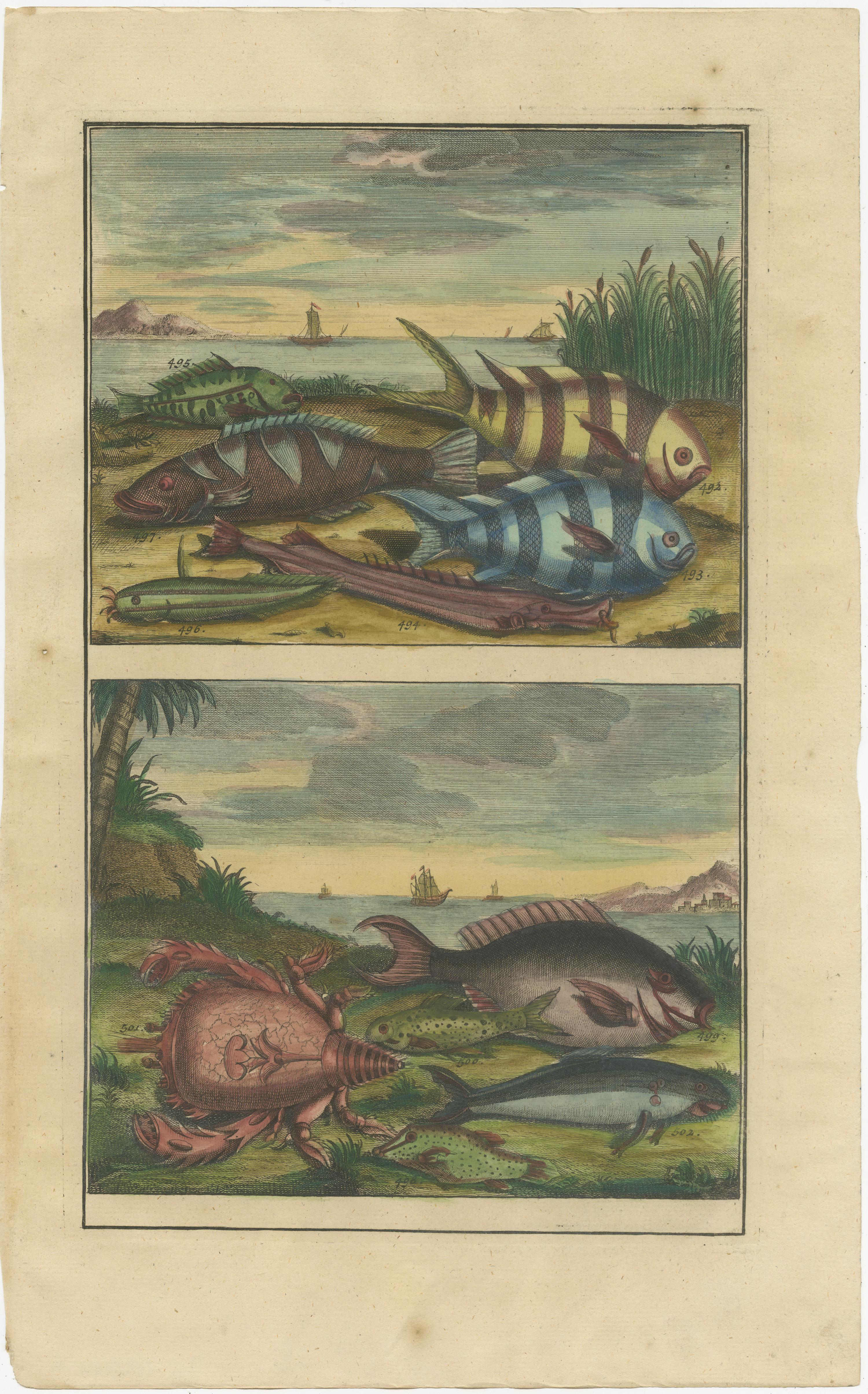 Set of four antique prints of various fishes and crustaceans. These print originate from 'Oud en Nieuw Oost-Indiën' by F. Valentijn.

François Valentyn or Valentijn (17 April 1666 – 6 August 1727) was a Dutch Calvinist minister, naturalist and