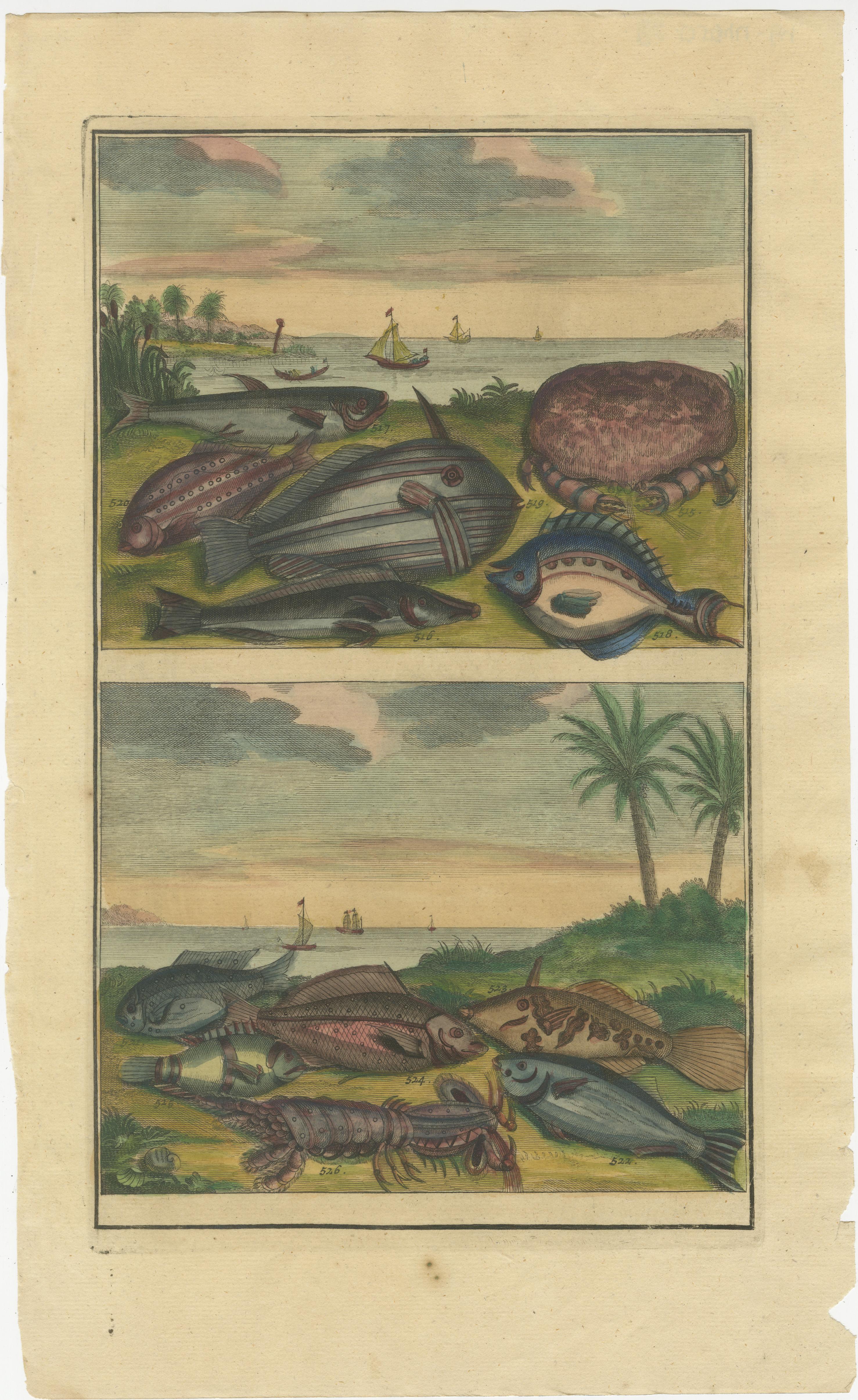 Set von 4 farbigen antiken Drucken von verschiedenen Fischen und Kreuzblumen im Zustand „Gut“ im Angebot in Langweer, NL