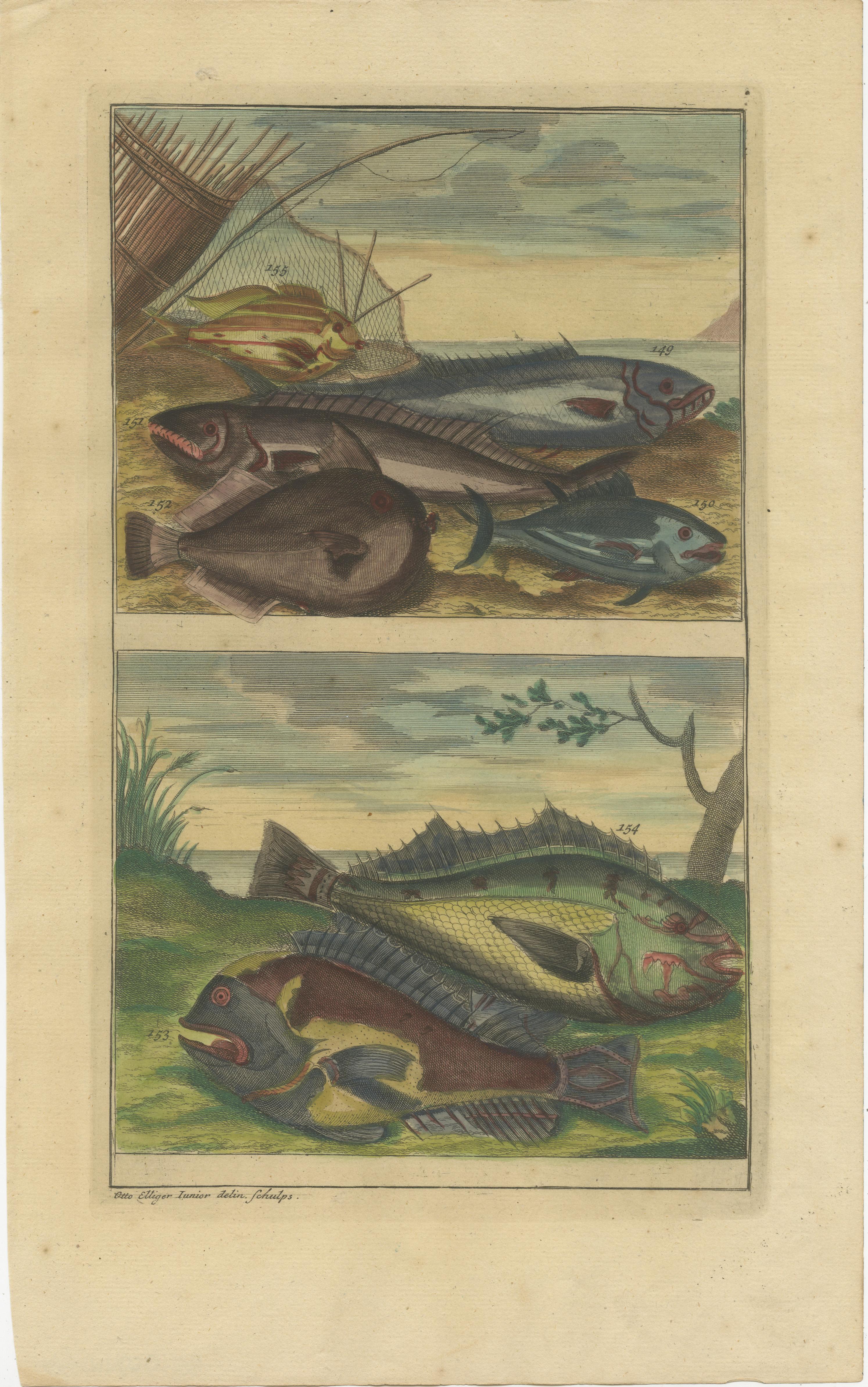 XVIIIe siècle Ensemble de 4 estampes anciennes colores de poissons et de crustaces divers en vente
