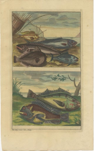 Set of 4 Colored Antique Prints of Various Fishes and Crustaceans, view 4