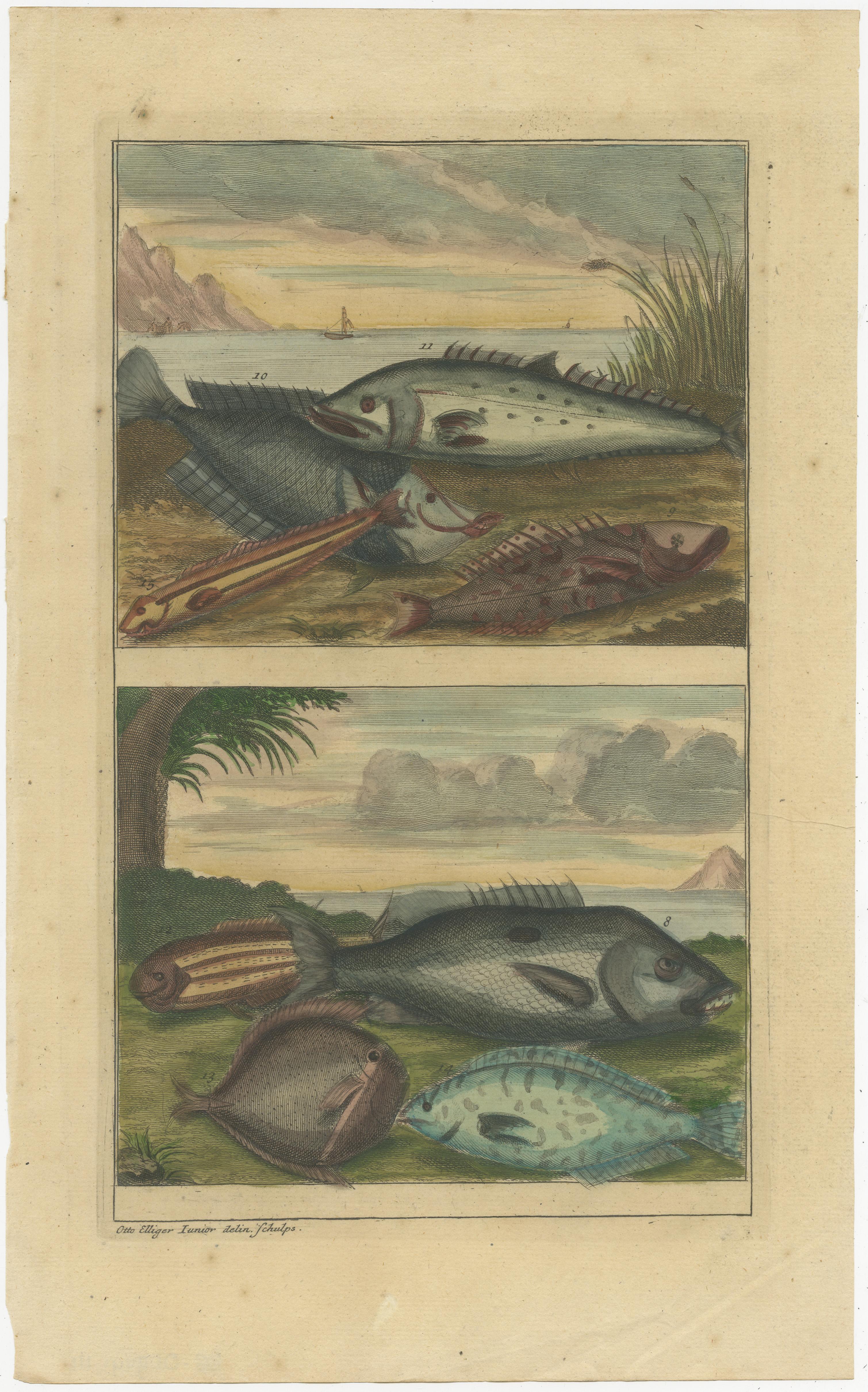 Set von 4 farbigen antiken Drucken von verschiedenen Fischen und Kreuzblumen (Papier) im Angebot