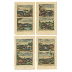 Set of 4 Colored Antique Prints of Various Fishes and Crustaceans