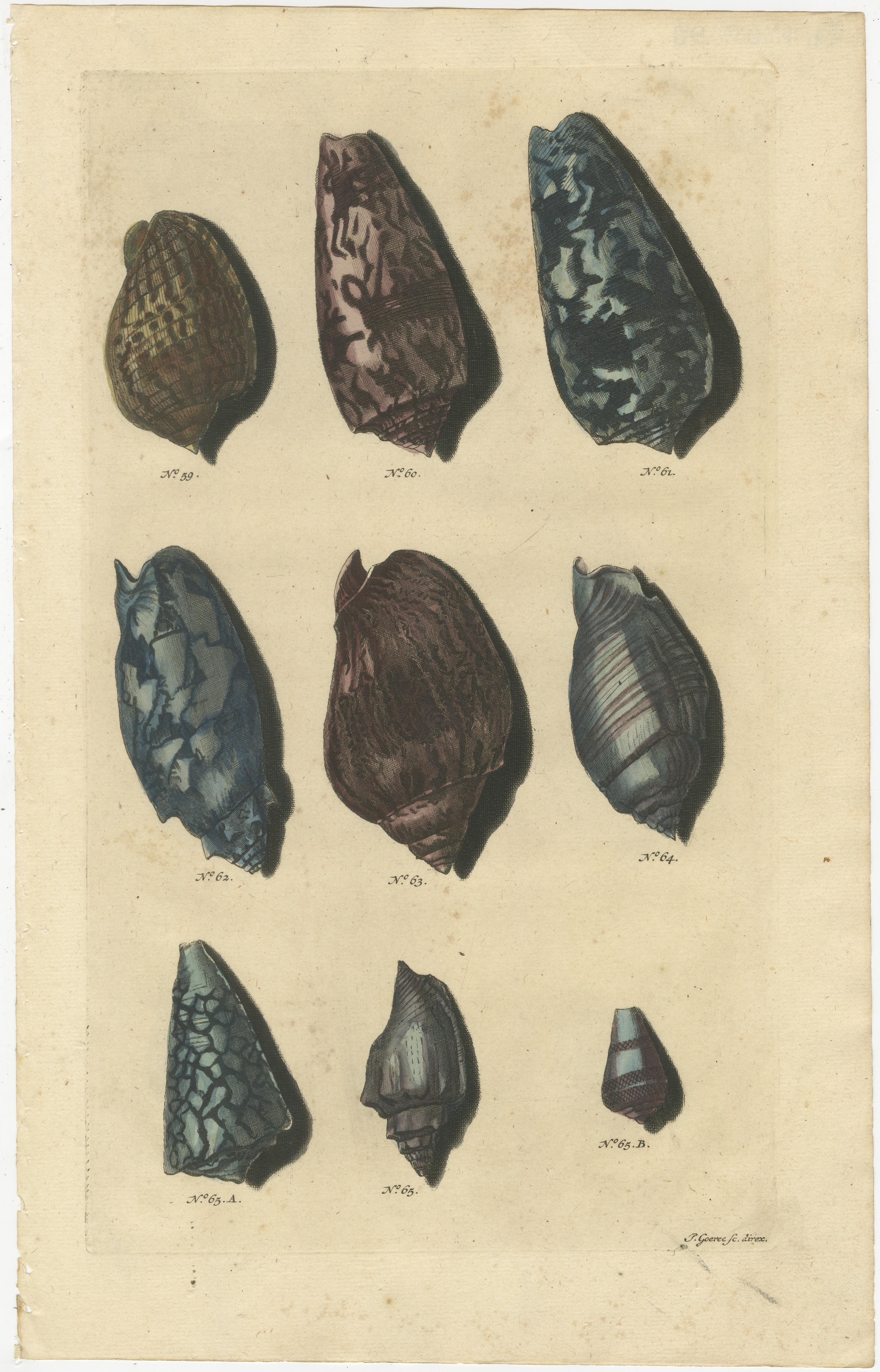 Satz von 4 farbigen antiken Drucken von verschiedenen Muscheln und Weichtieren im Zustand „Gut“ im Angebot in Langweer, NL