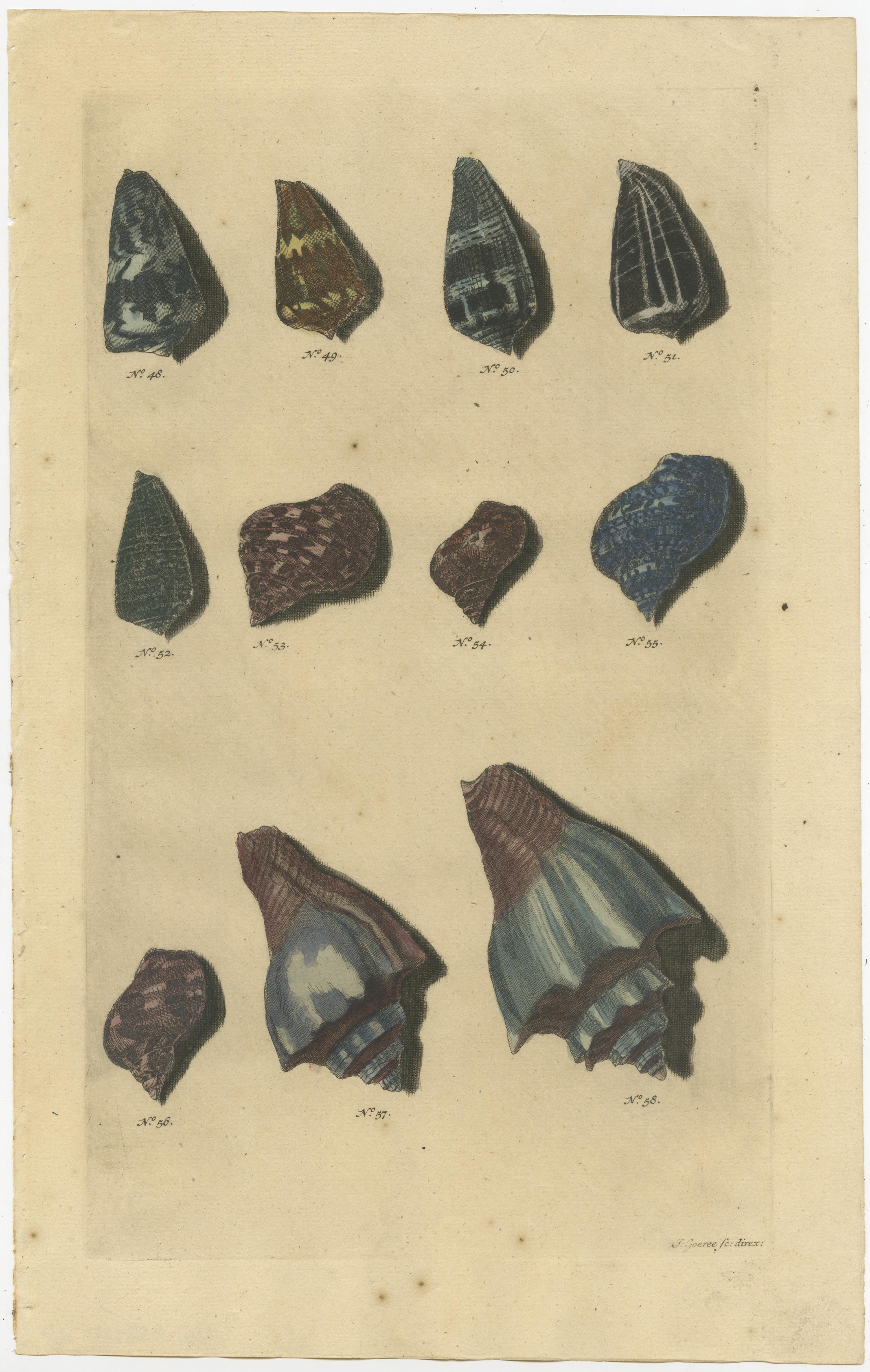 Satz von 4 farbigen antiken Drucken von verschiedenen Muscheln und Weichtieren (18. Jahrhundert) im Angebot