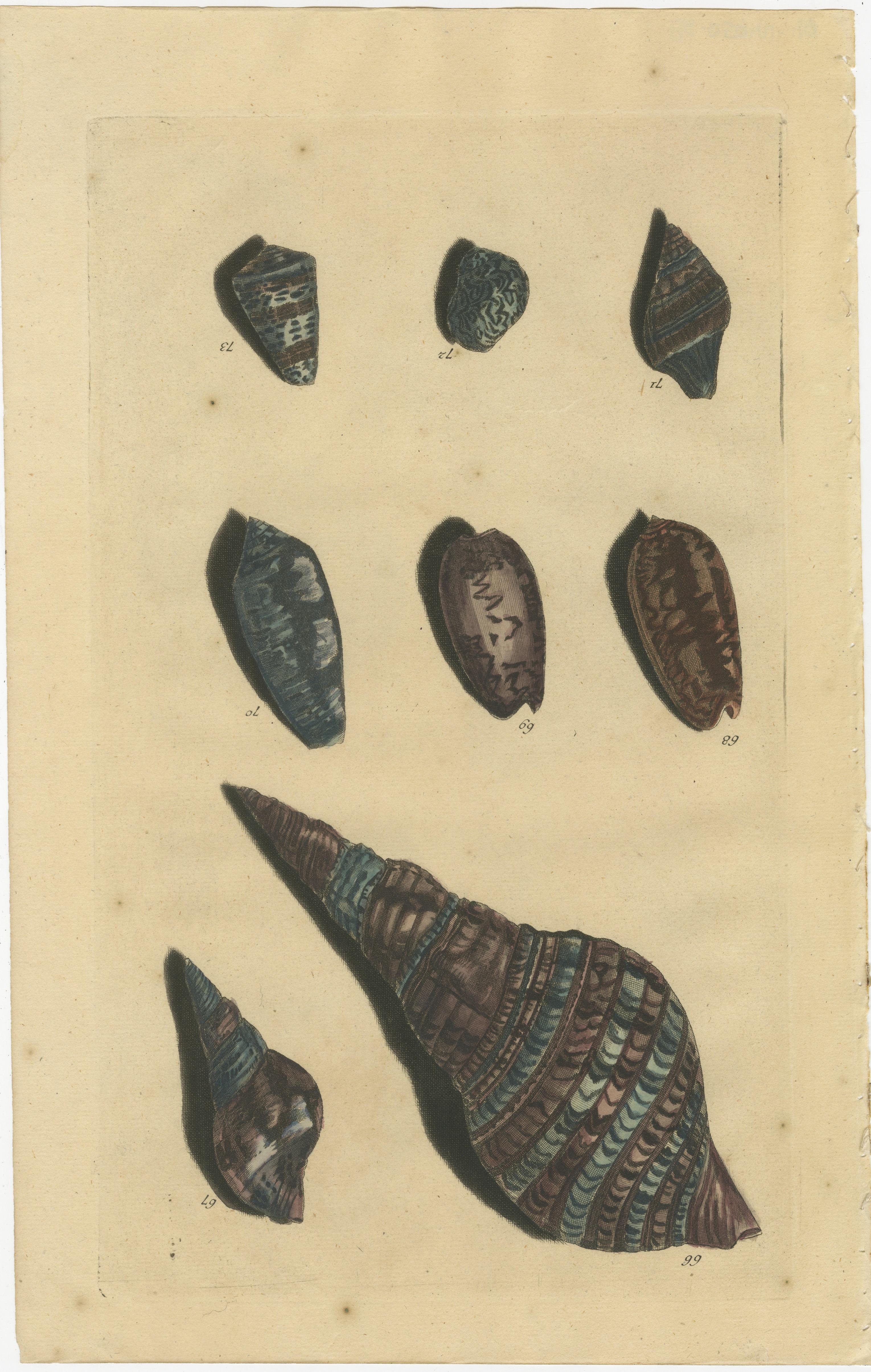 Satz von 4 farbigen antiken Drucken von verschiedenen Muscheln und Weichtieren (Papier) im Angebot
