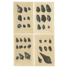 Satz von 4 farbigen antiken Drucken von verschiedenen Muscheln und Weichtieren