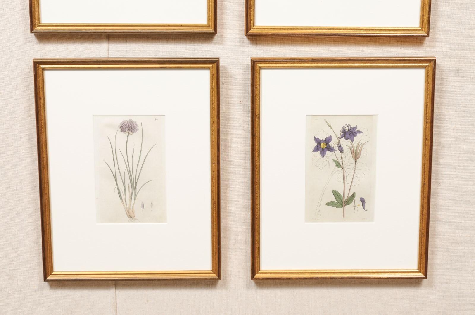 A collection of four art pieces of Swedish 18th century botanicals, displayed nicely within custom gold toned wooden frames. This set of framed wall decorations each features a separate hand colored engraving of a flowering plant species (circa 1760