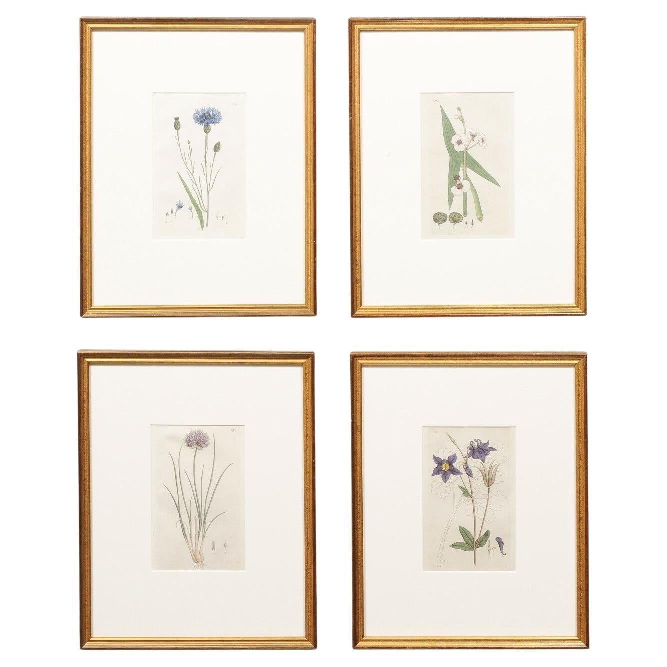Set of 4 Custom Framed Swedish 18th C. Botanicals For Sale