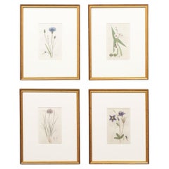 Set of 4 Custom Framed Swedish 18th C. Botanicals