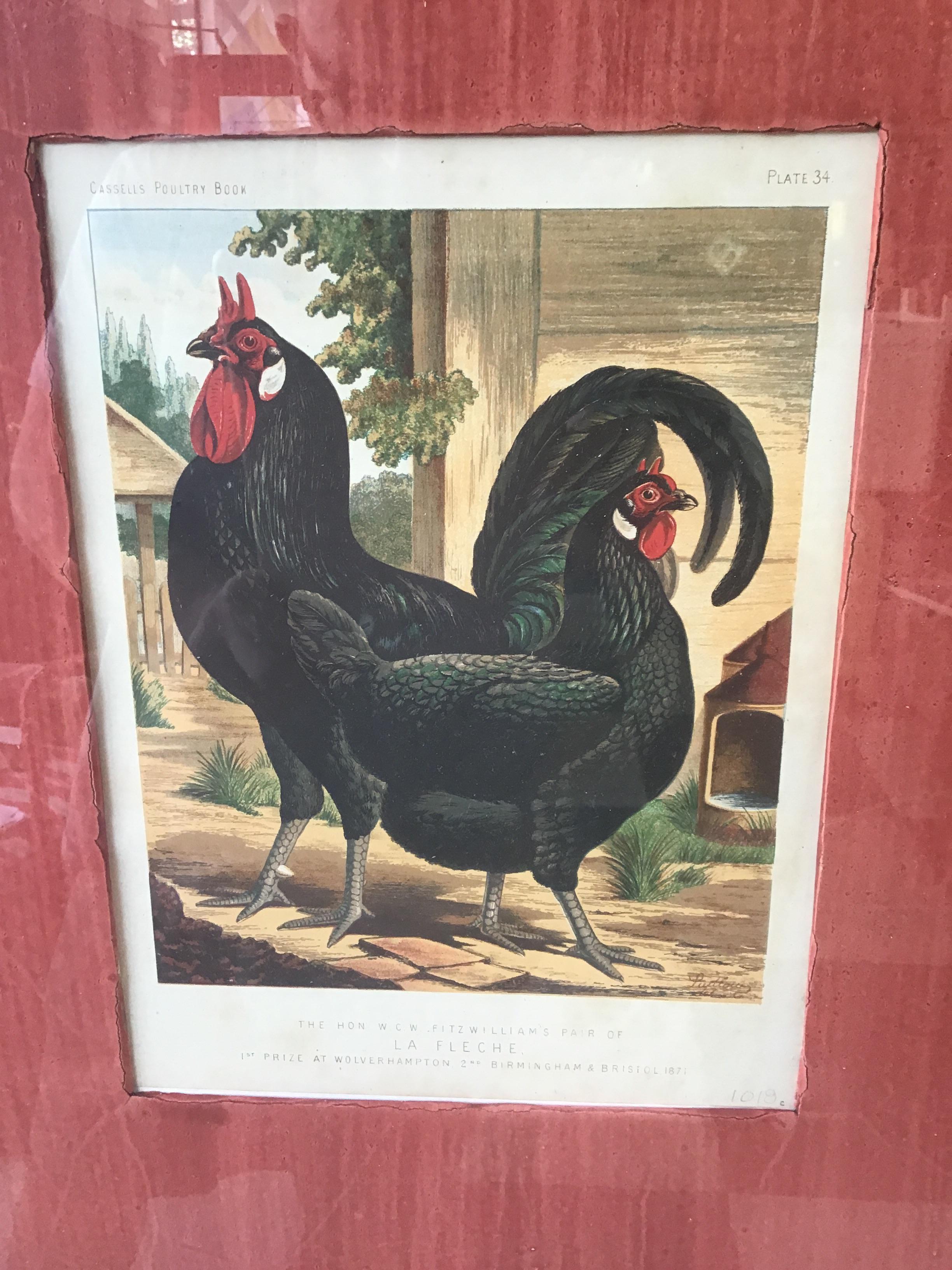 Set of 4 English 1880s Cassell Lithographs of Chickens In Good Condition In Tarrytown, NY