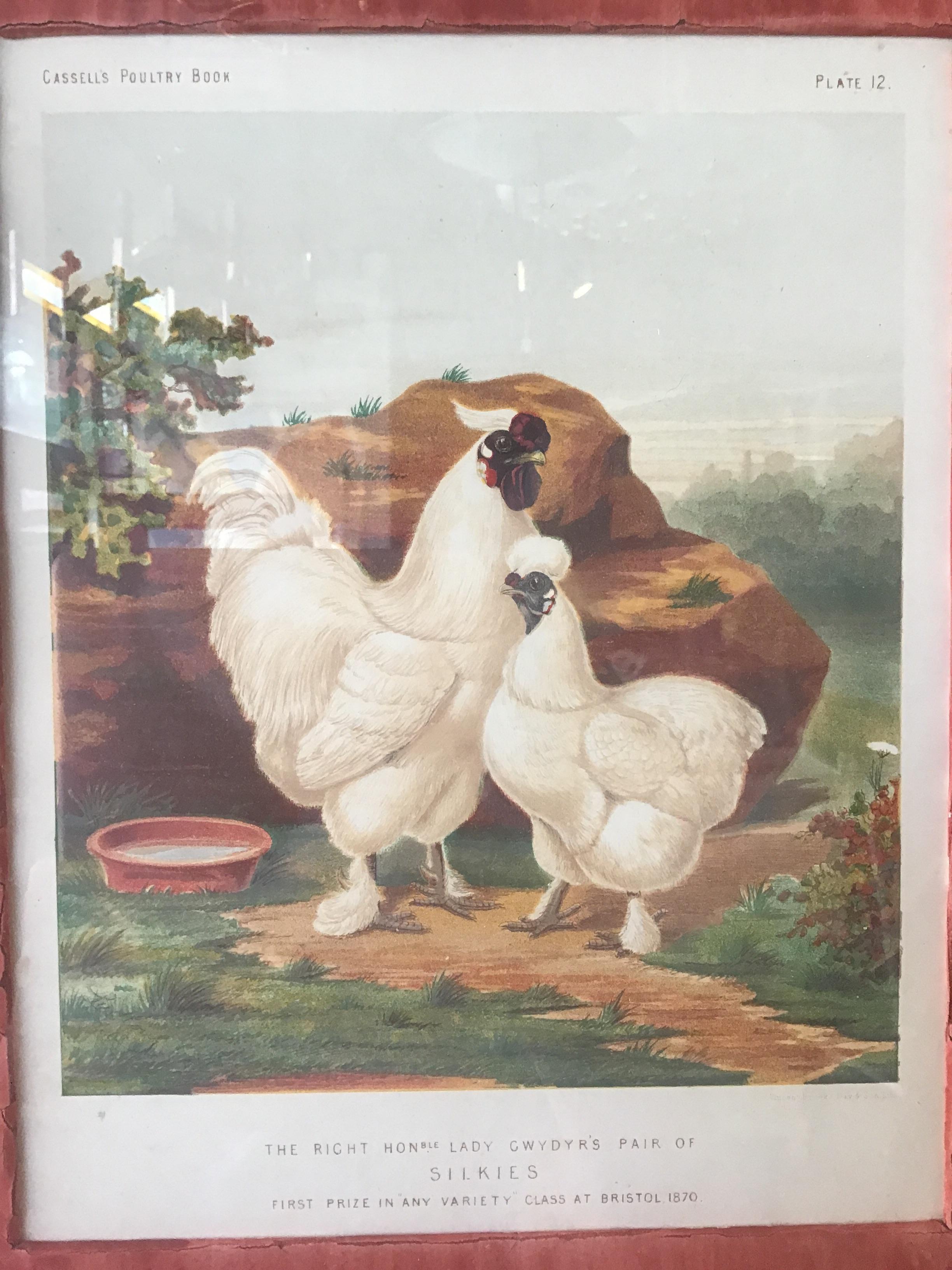 Late 19th Century Set of 4 English 1880s Cassell Lithographs of Chickens