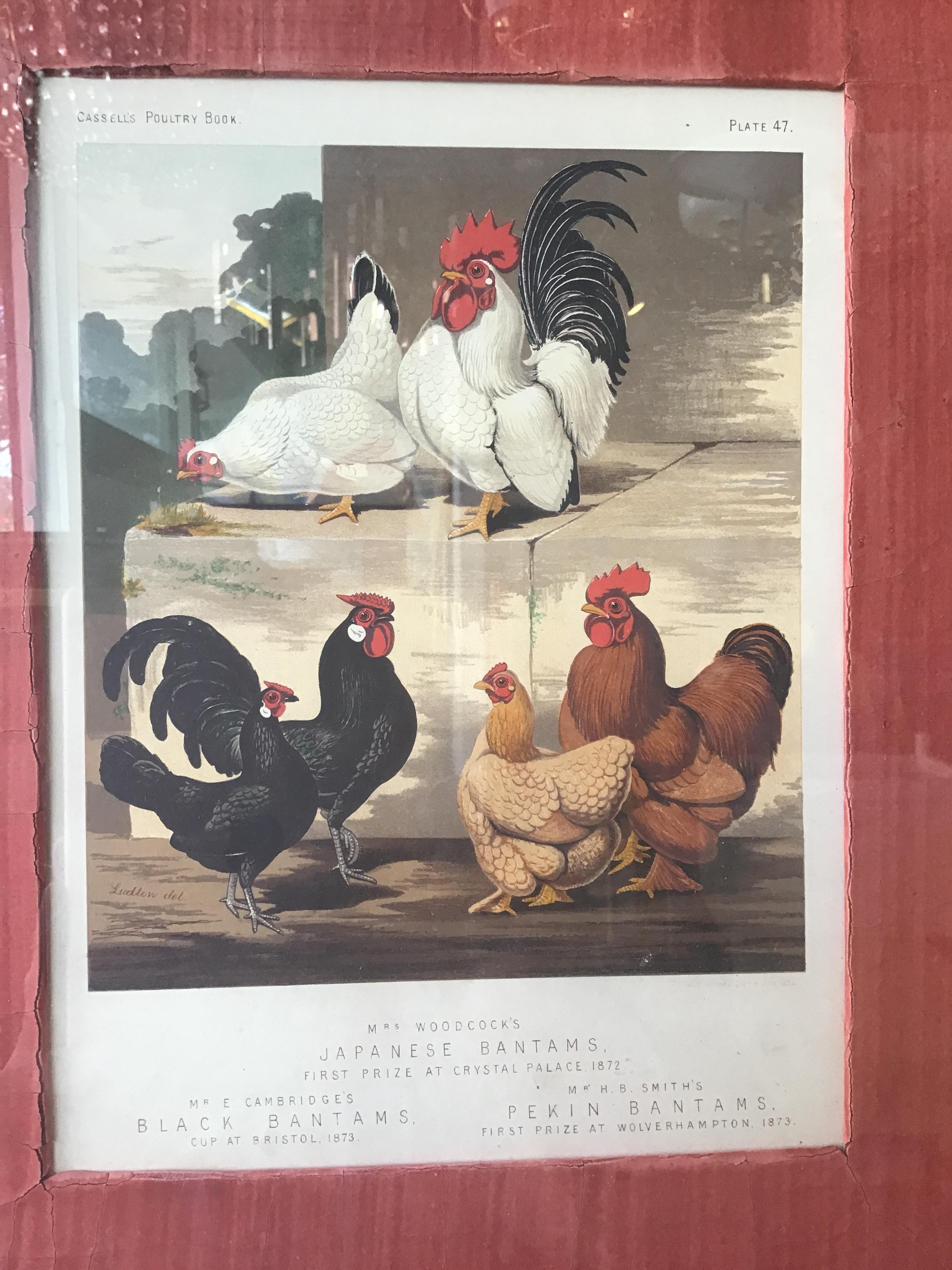 Paper Set of 4 English 1880s Cassell Lithographs of Chickens