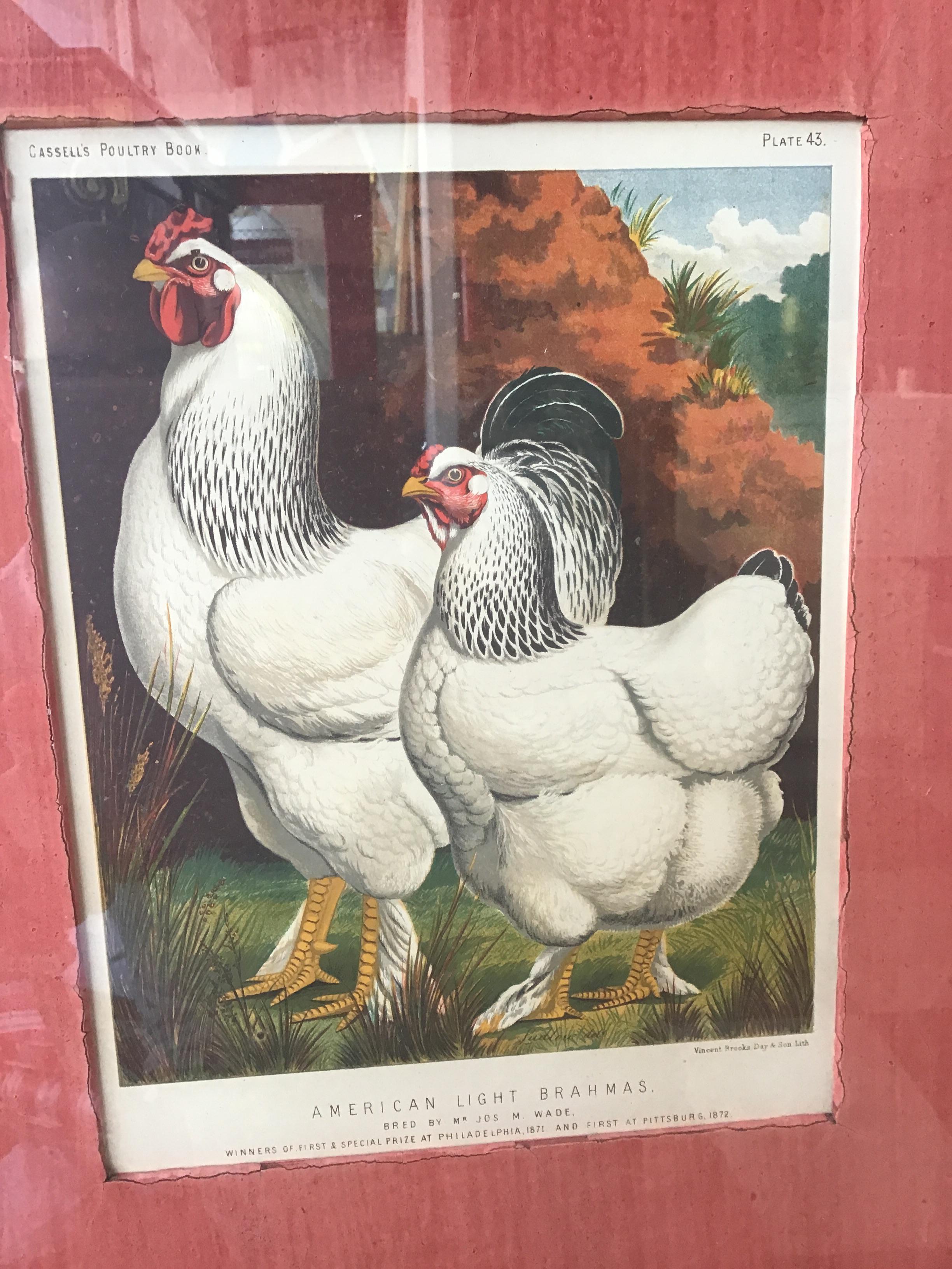 Set of 4 English 1880s Cassell Lithographs of Chickens 1