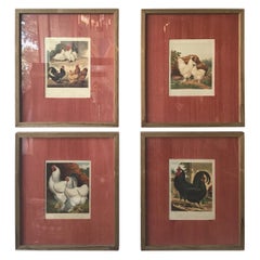 Set of 4 English 1880s Cassell Lithographs of Chickens