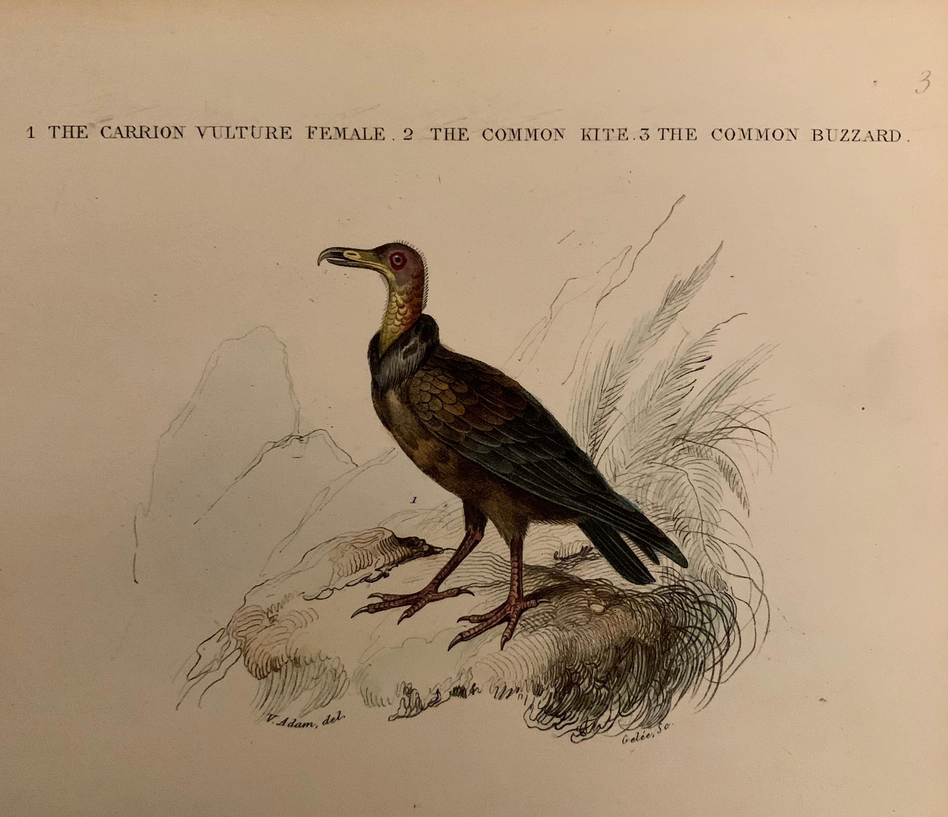 Set von 4 europäischen handkolorierten Drucken von Vögeln aus dem Jahr 1830 im Angebot 2